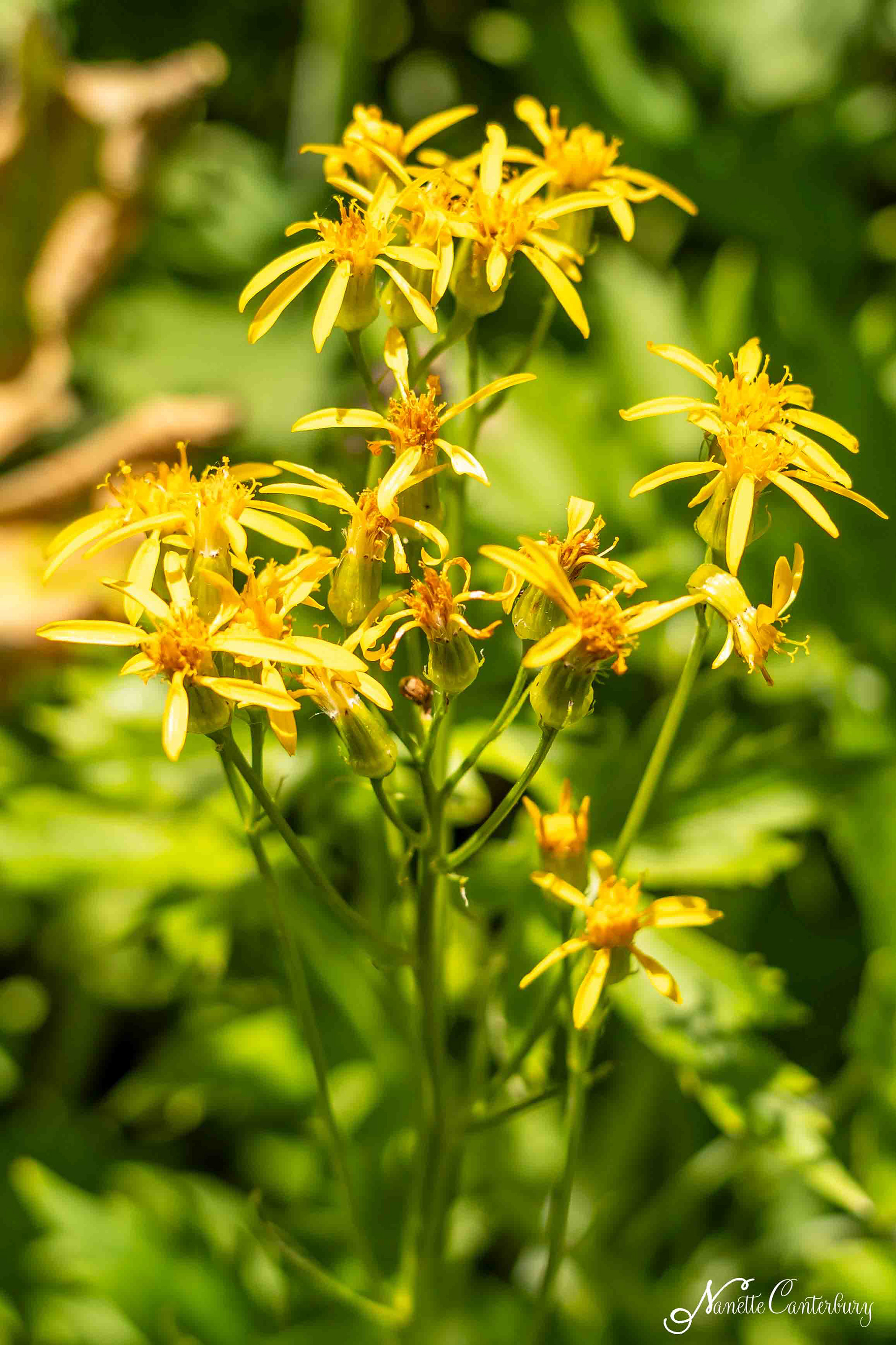 Golden Ragwort