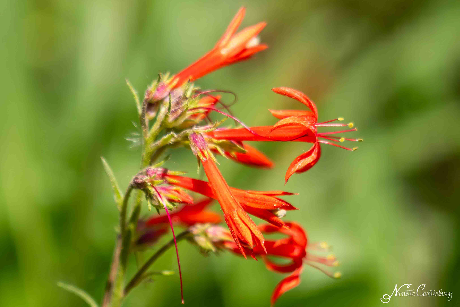Scarlet Gilia