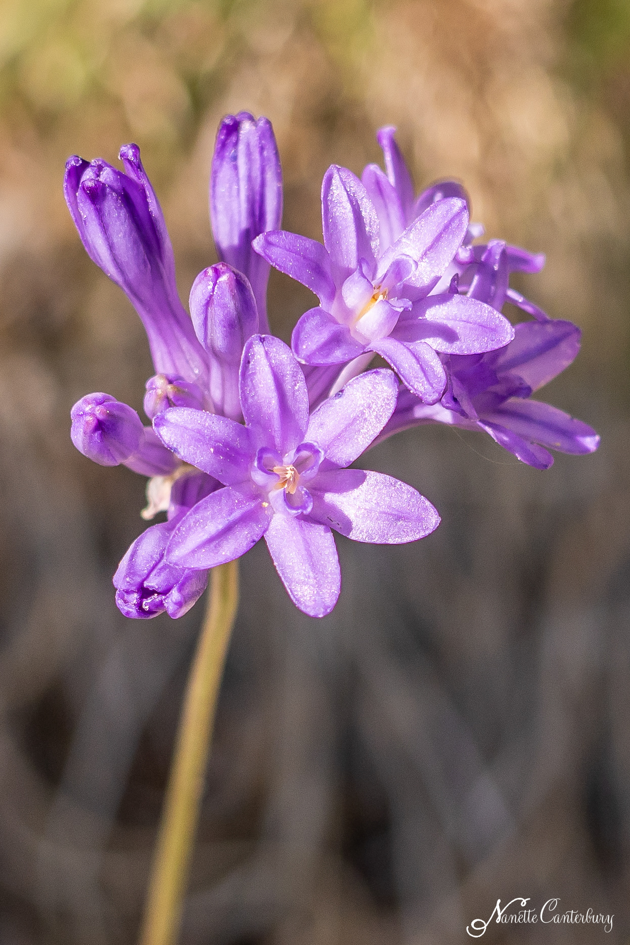 Many Flowered Brodiaea