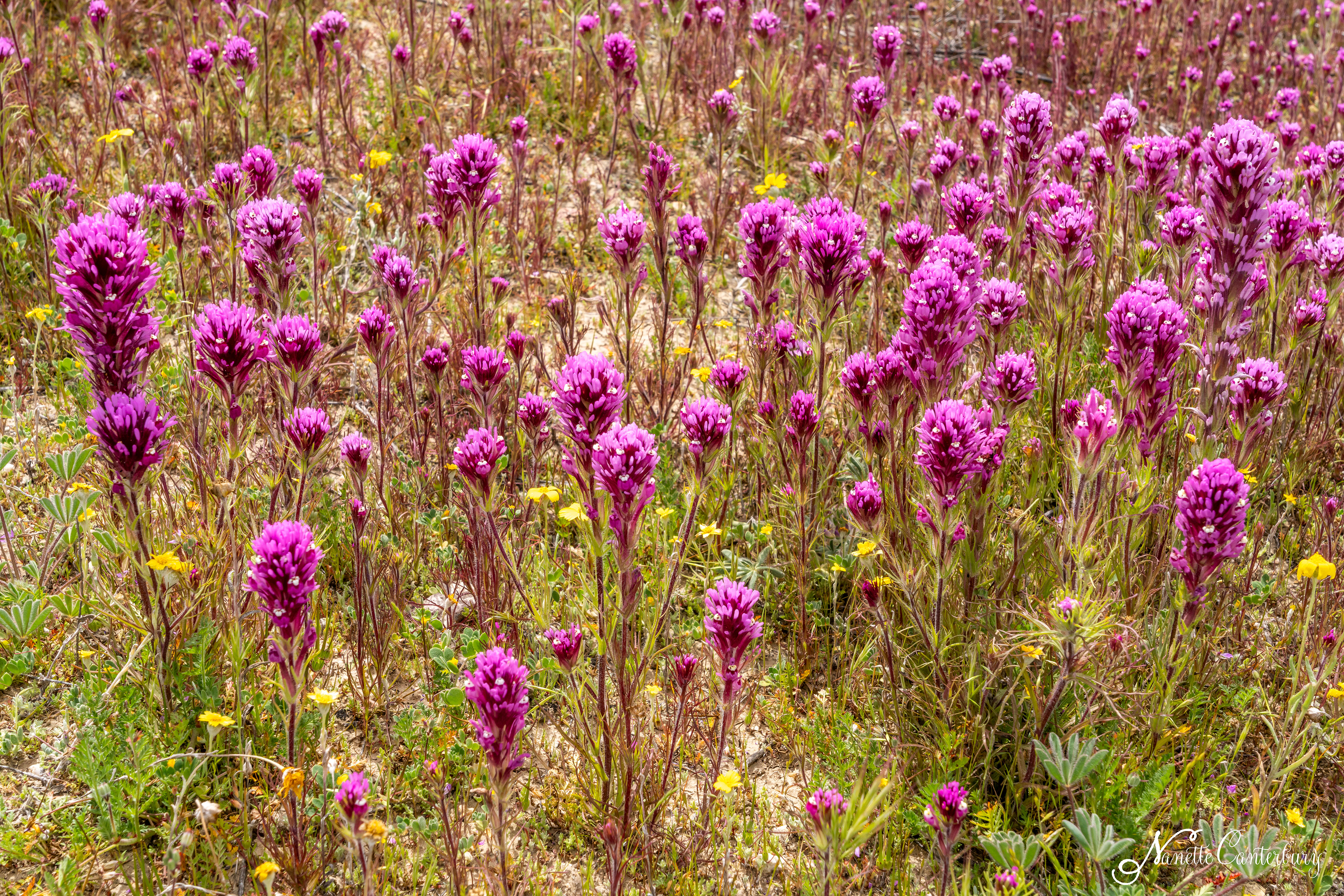 Owl's Clover