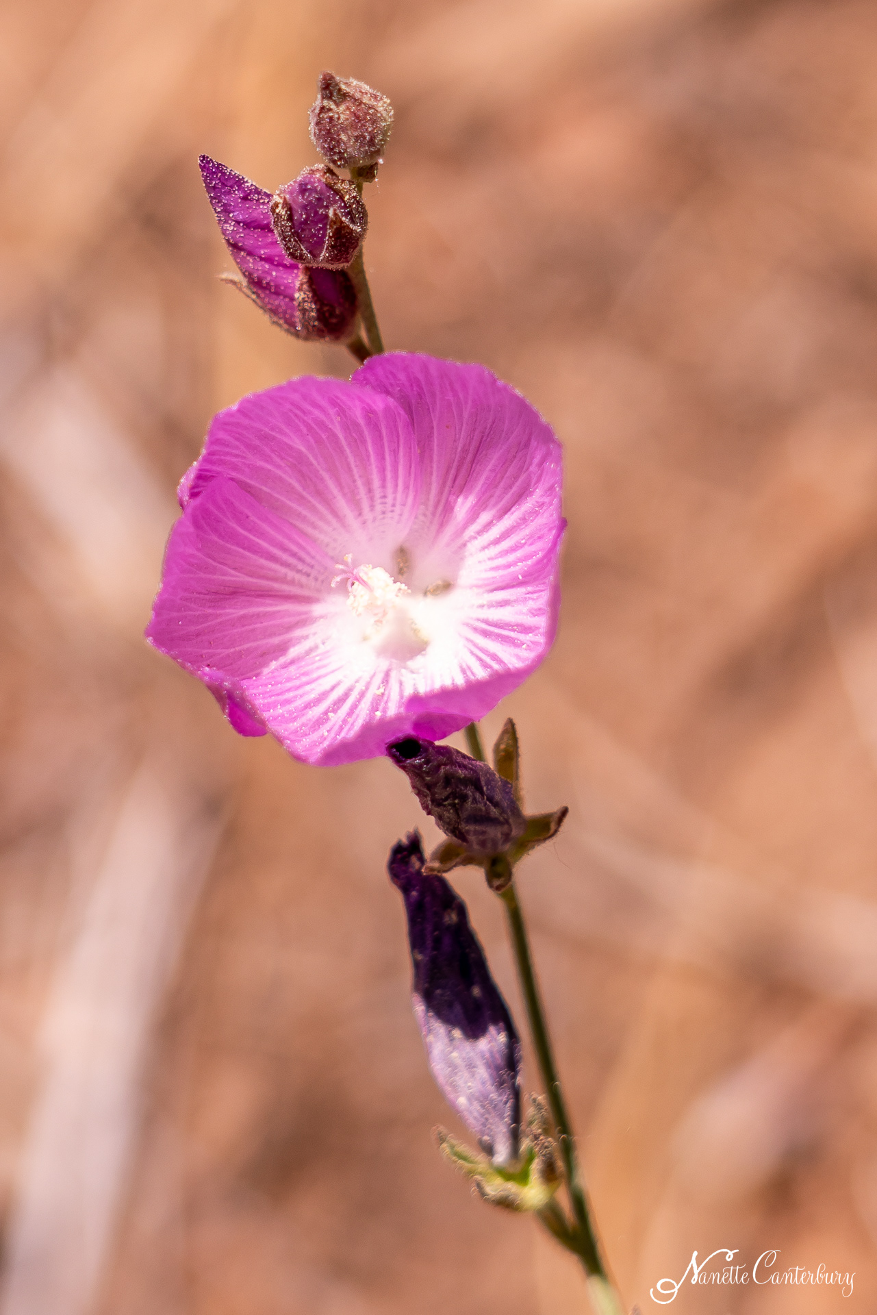 Checkerbloom