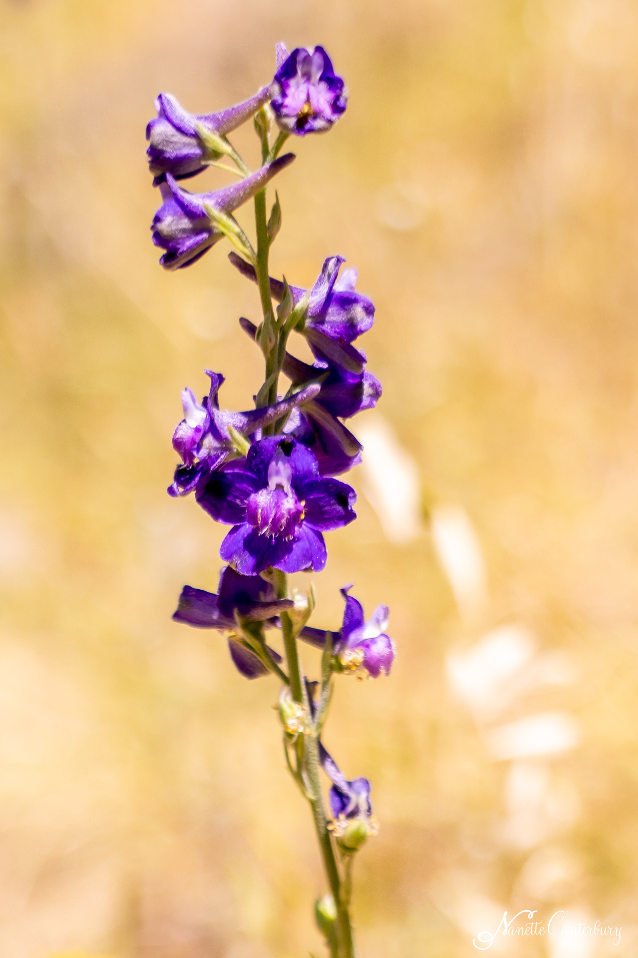 Larkspur