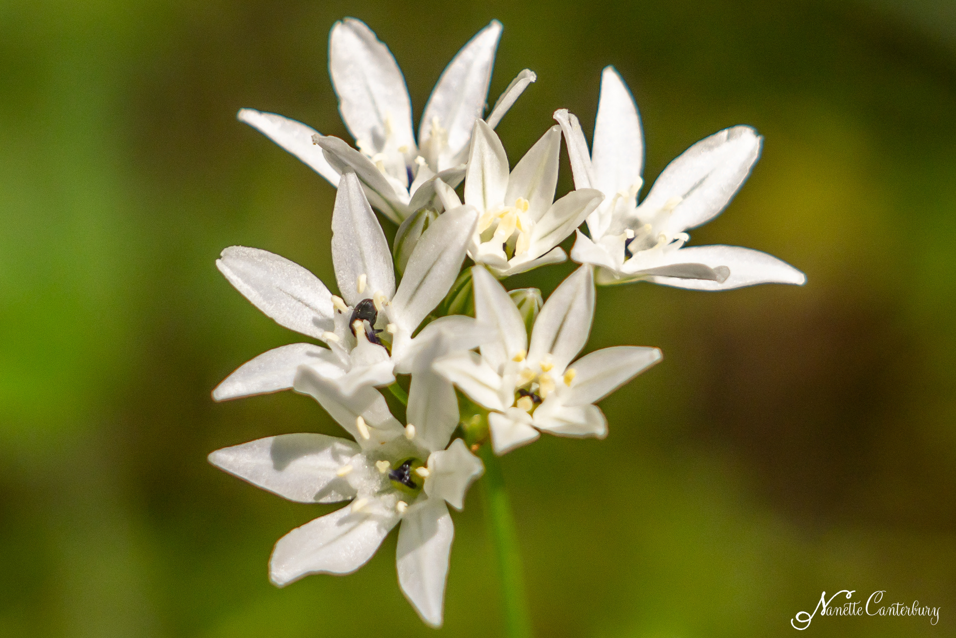 White Brodiaea