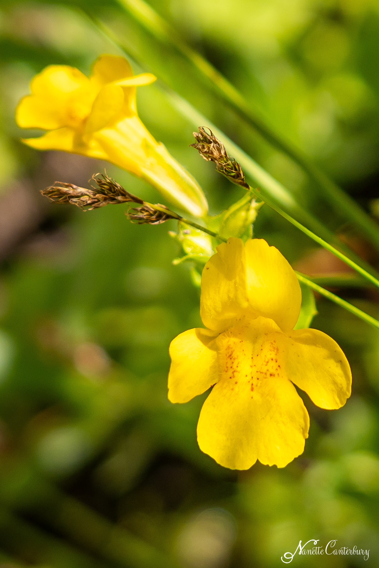 Primrose Monkeyflower