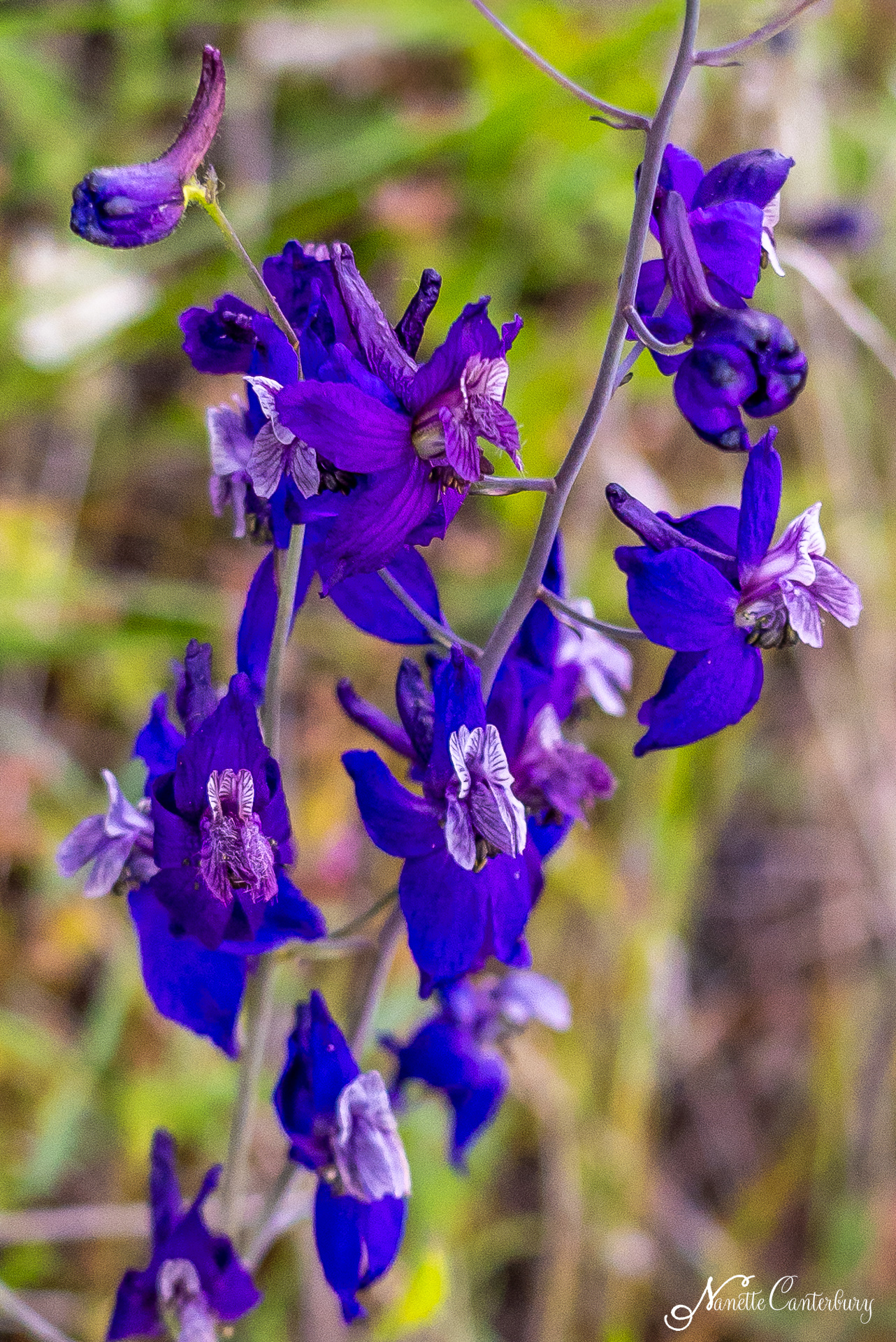 Larkspur