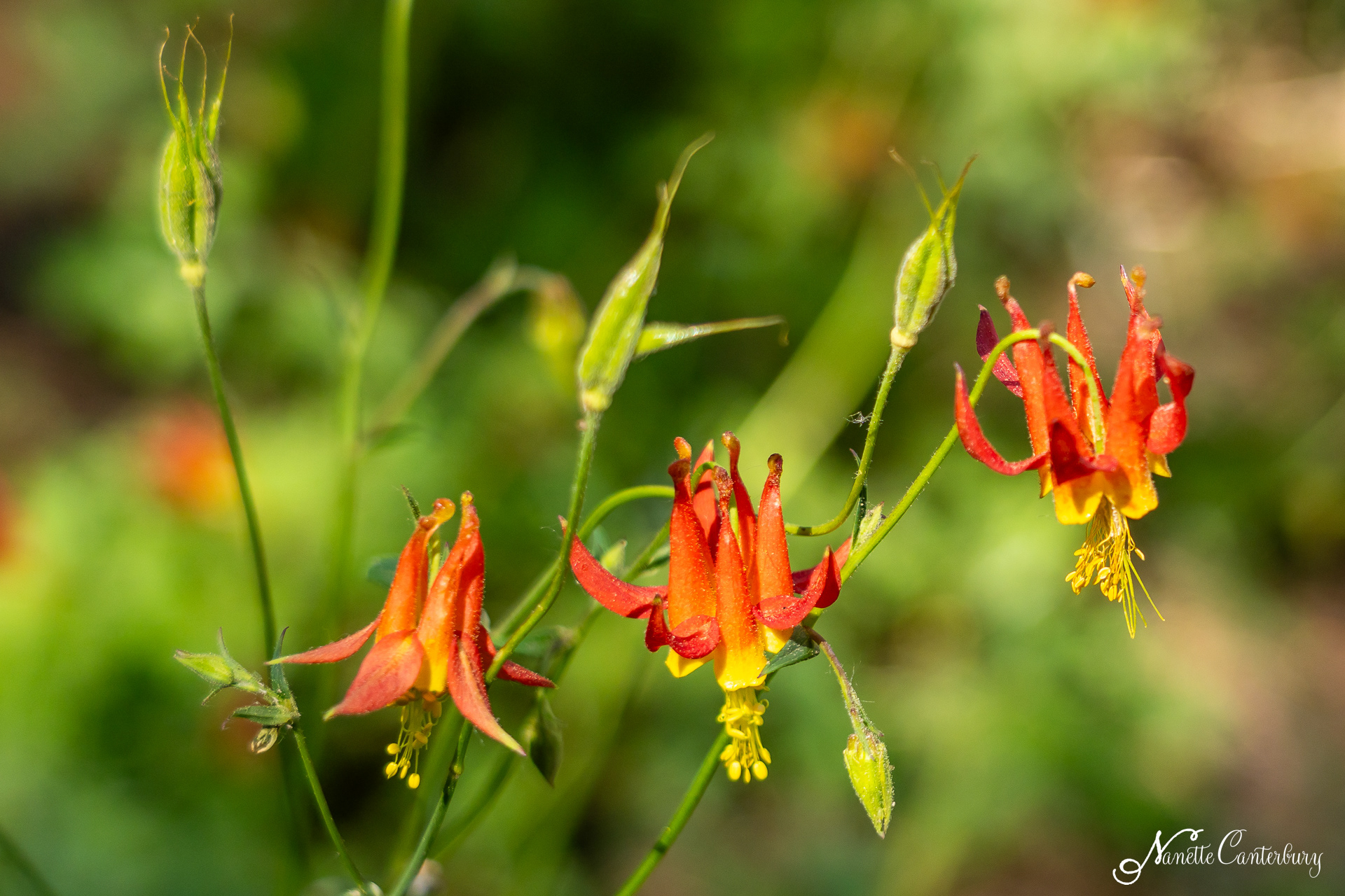 Columbine