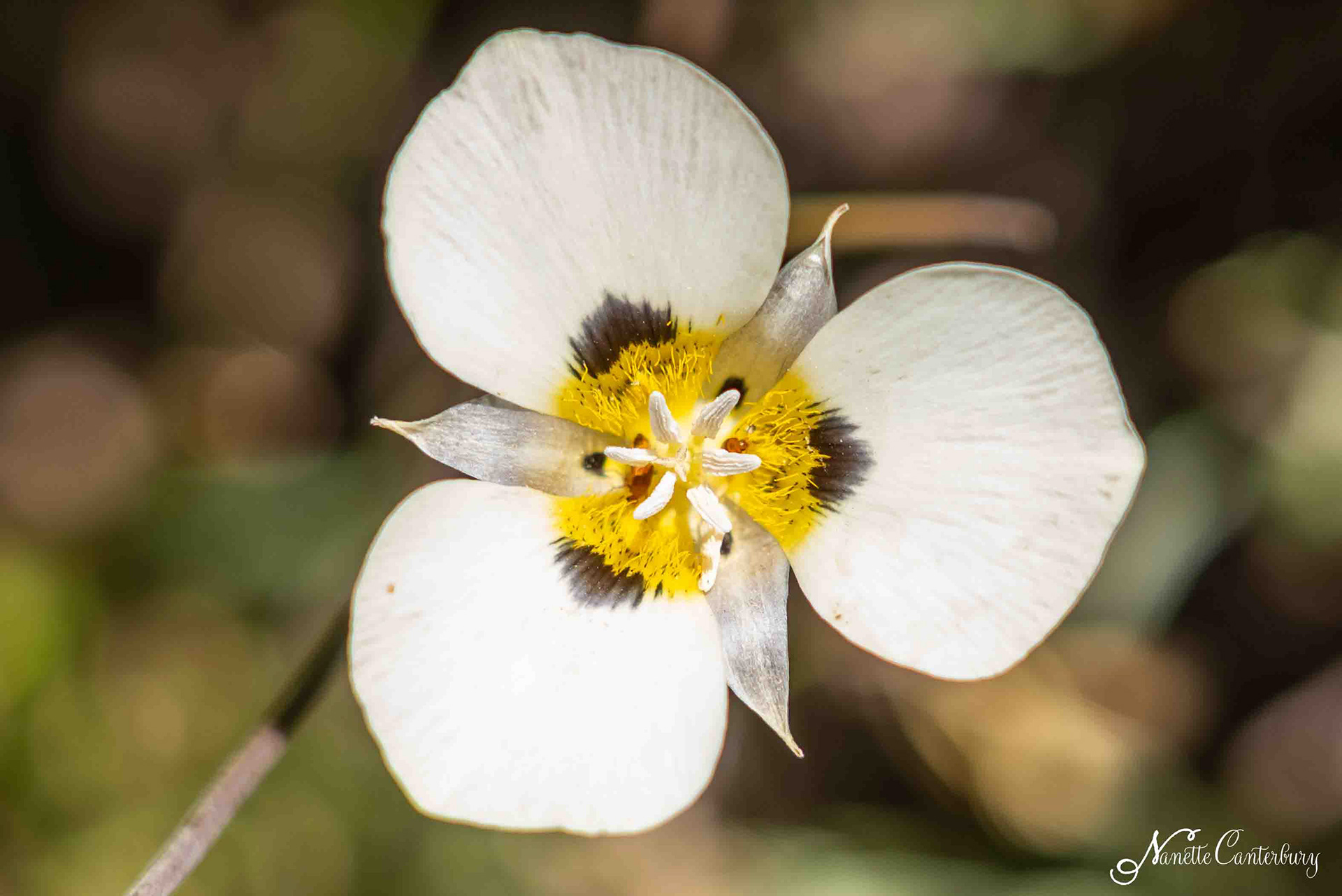 Mariposa Lily
