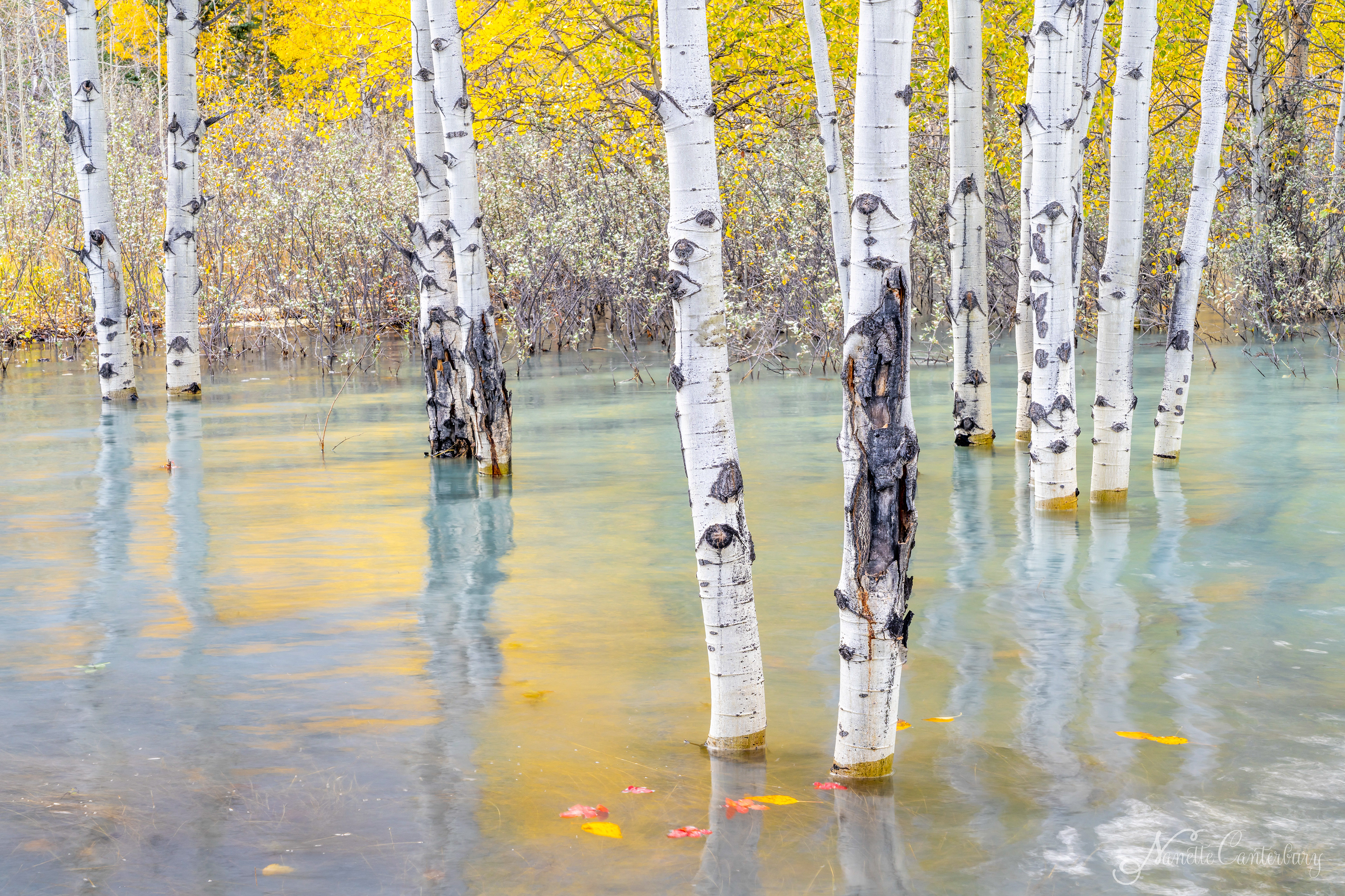 Abraham Lake