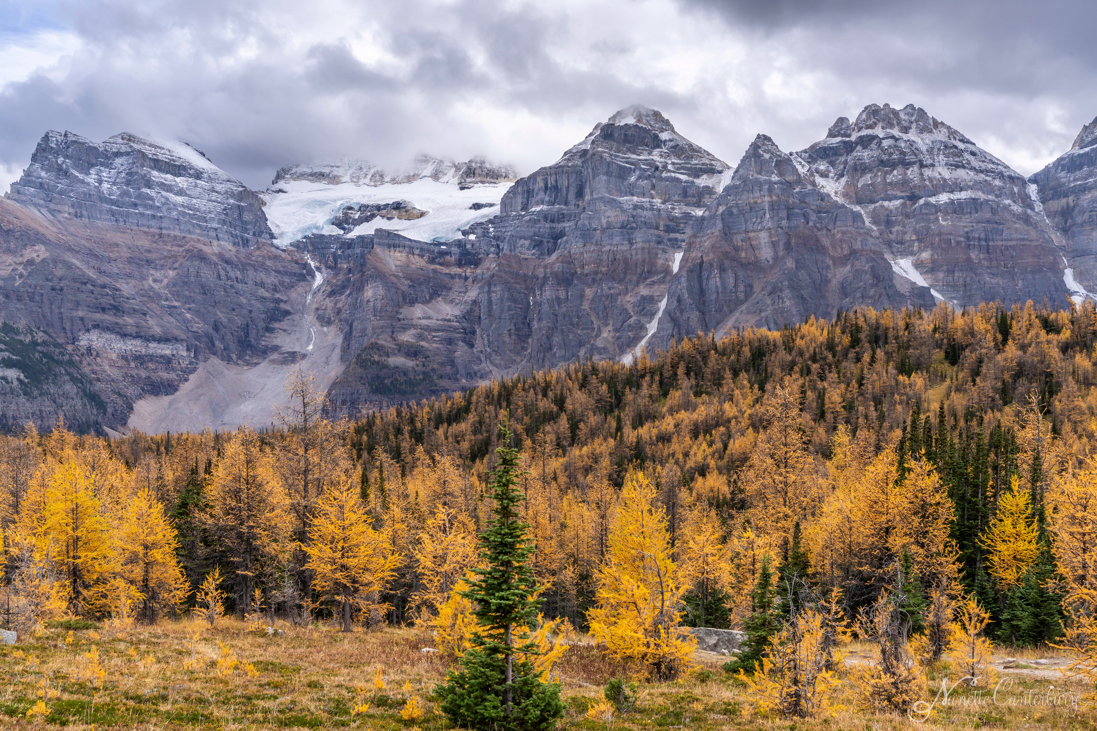 Larch Valley Trail
