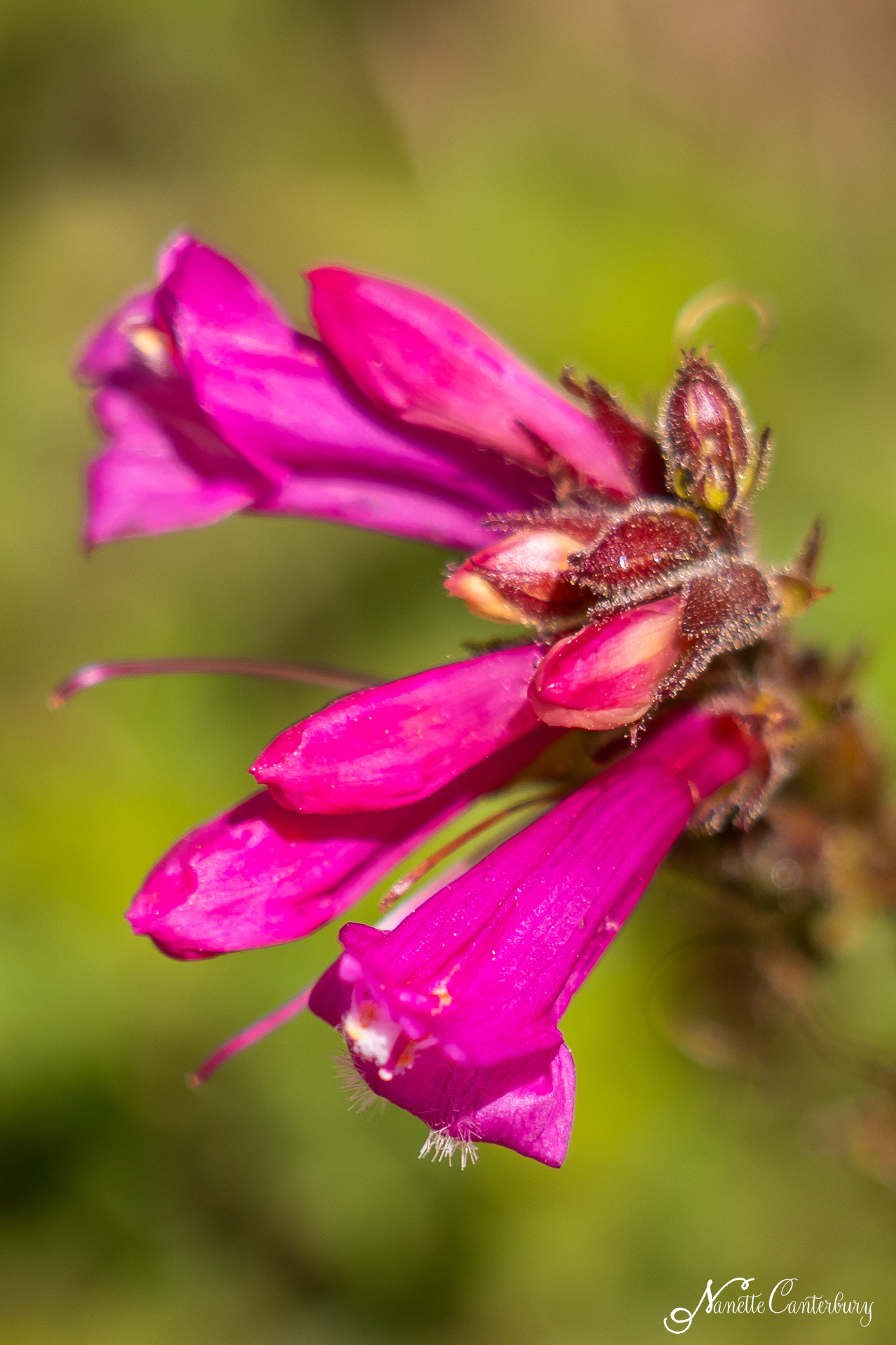 Mountain Pride Penstemon
