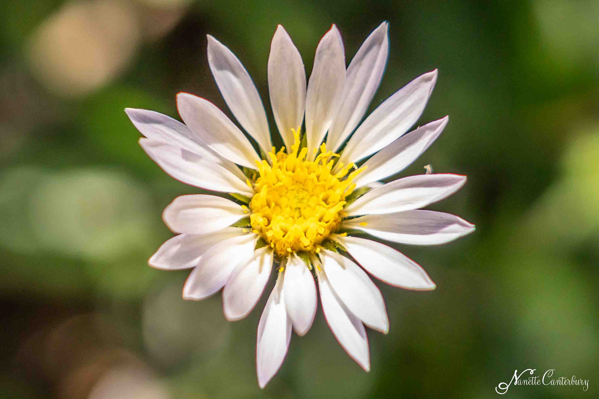 Daisy