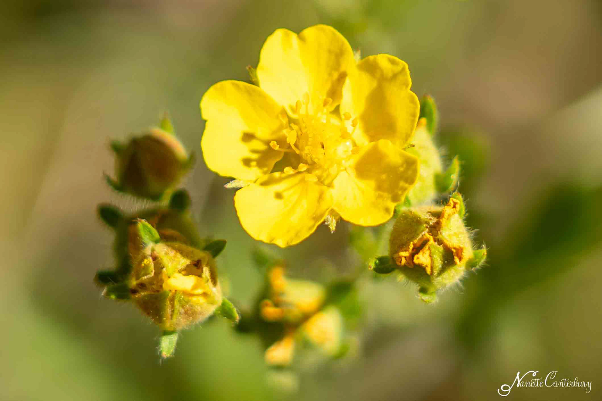Cinquefoil