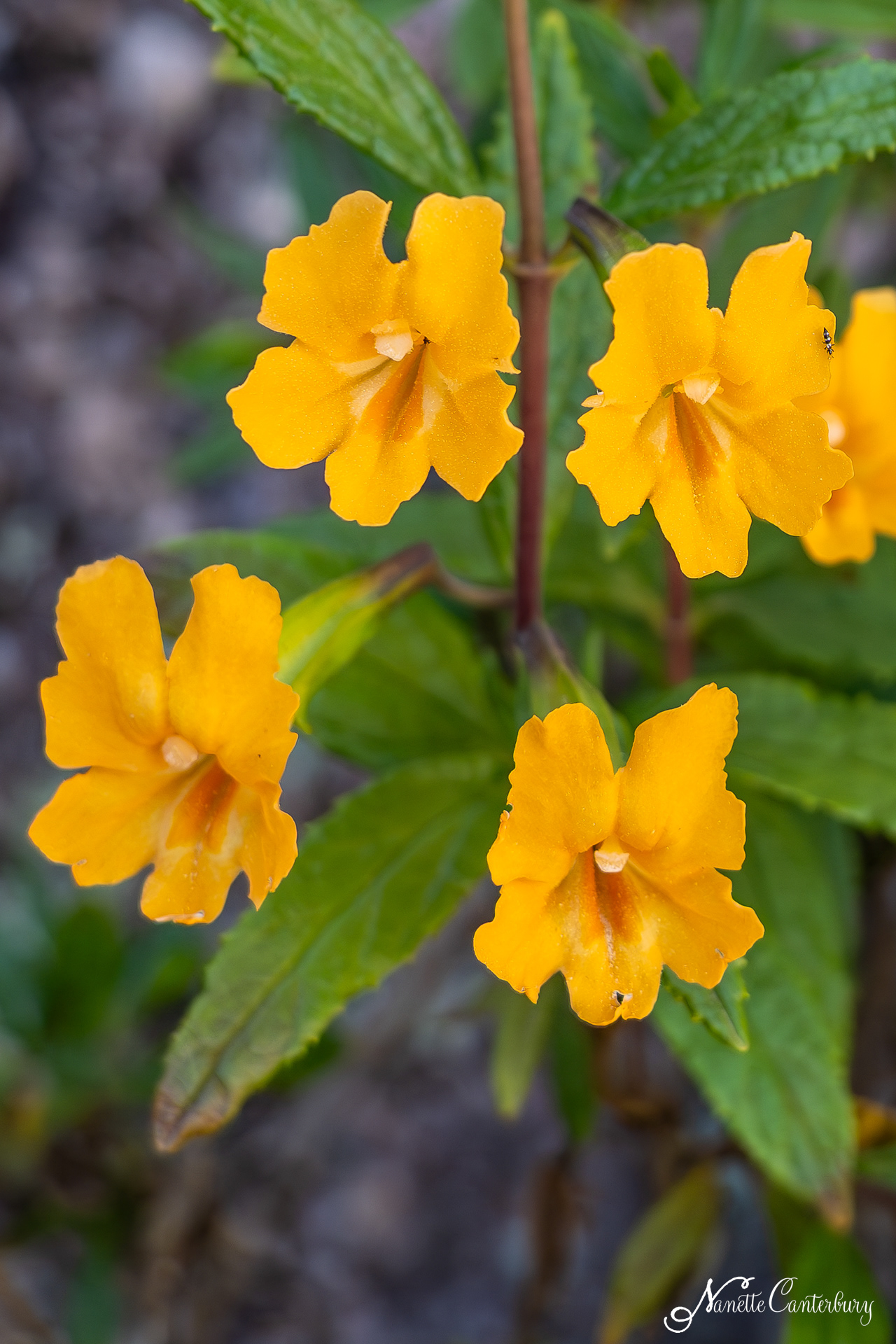 Sticky Monkey Flower