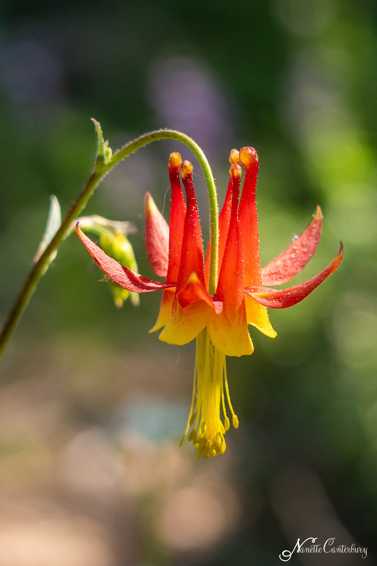 Columbine