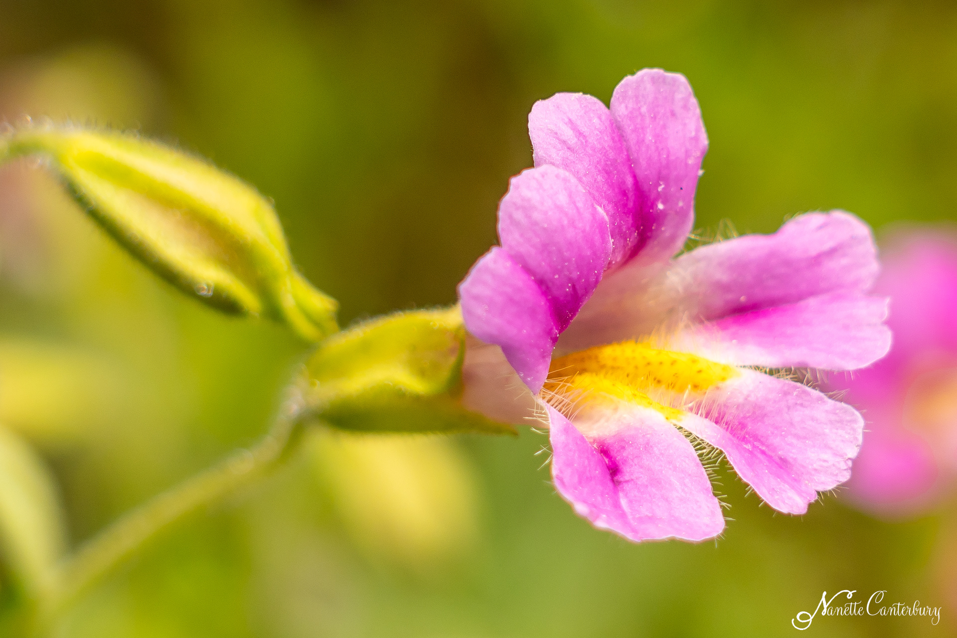 Blushing Monkeyflower