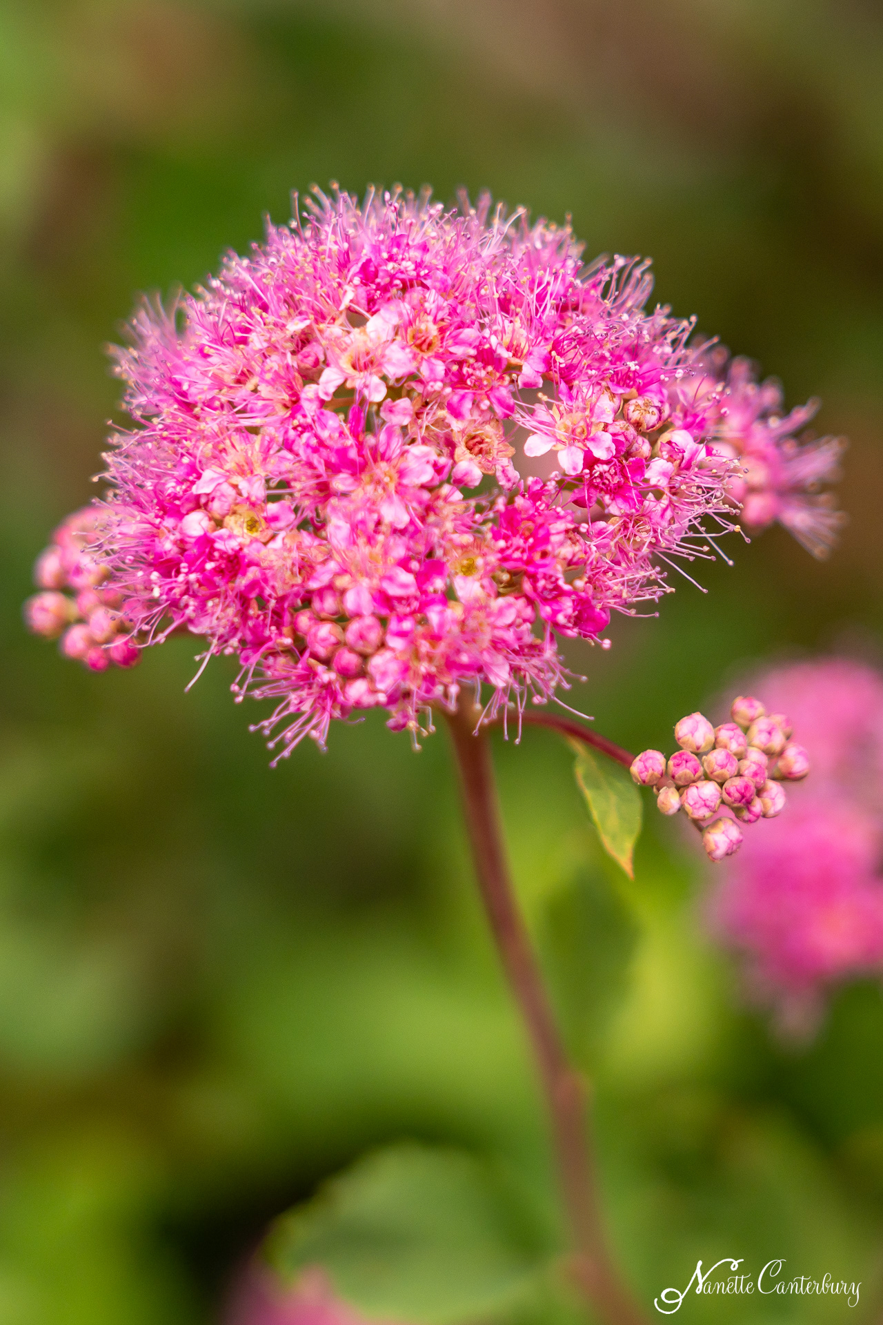 Spirea