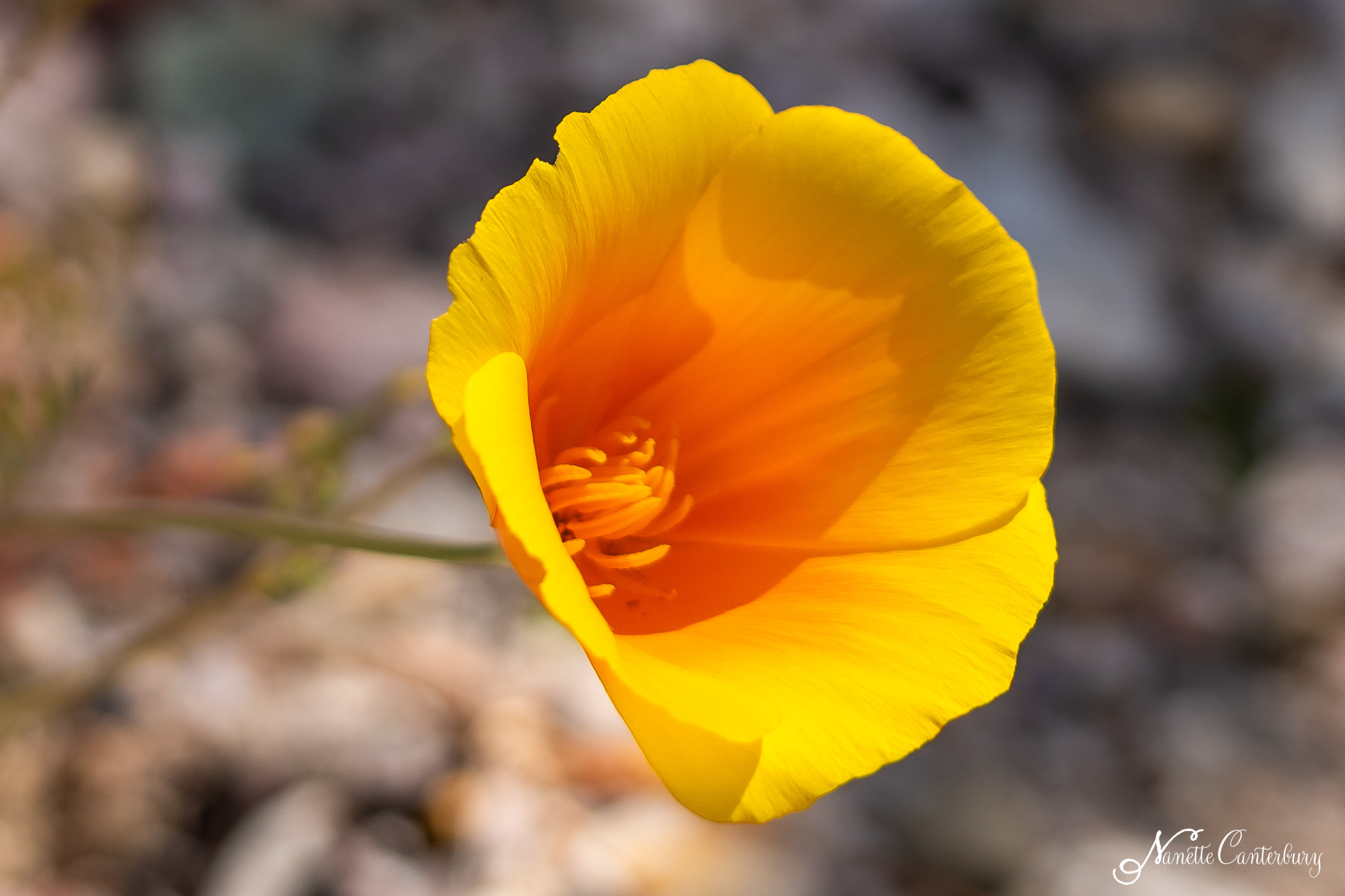 Poppy