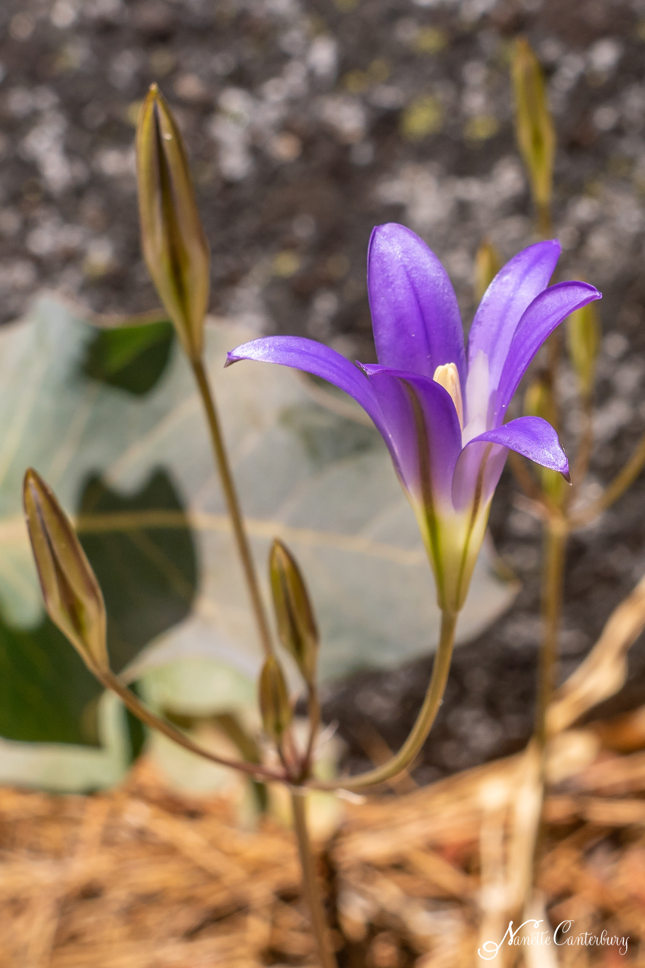 Harvest Brodiaea