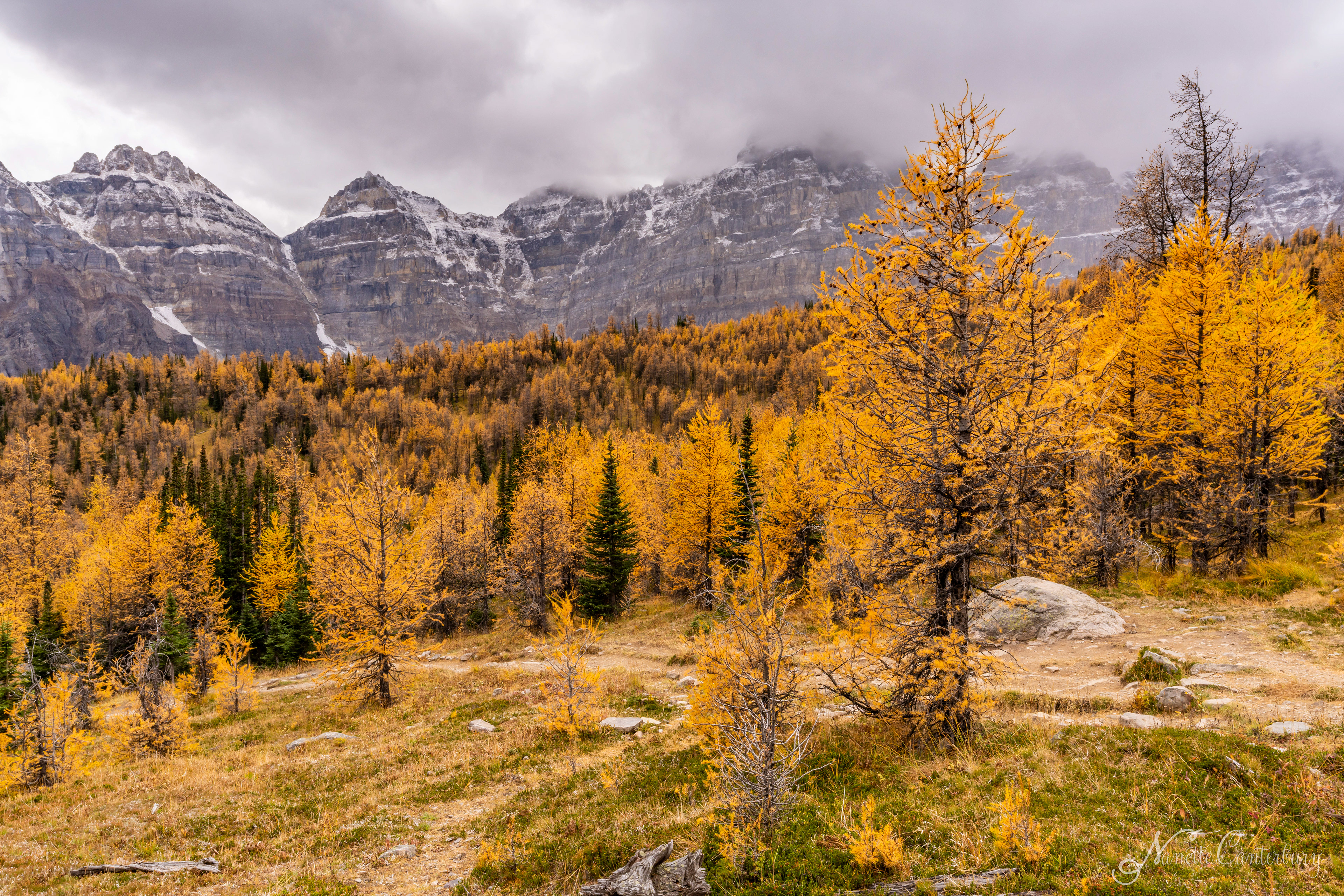 Larch Valley Trail