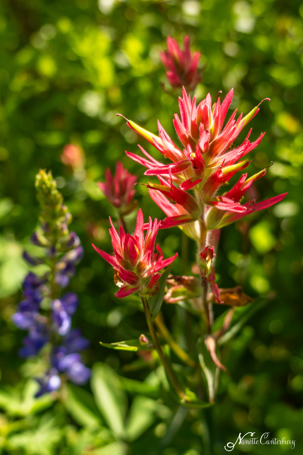 Giant Red Indian Paintbrush