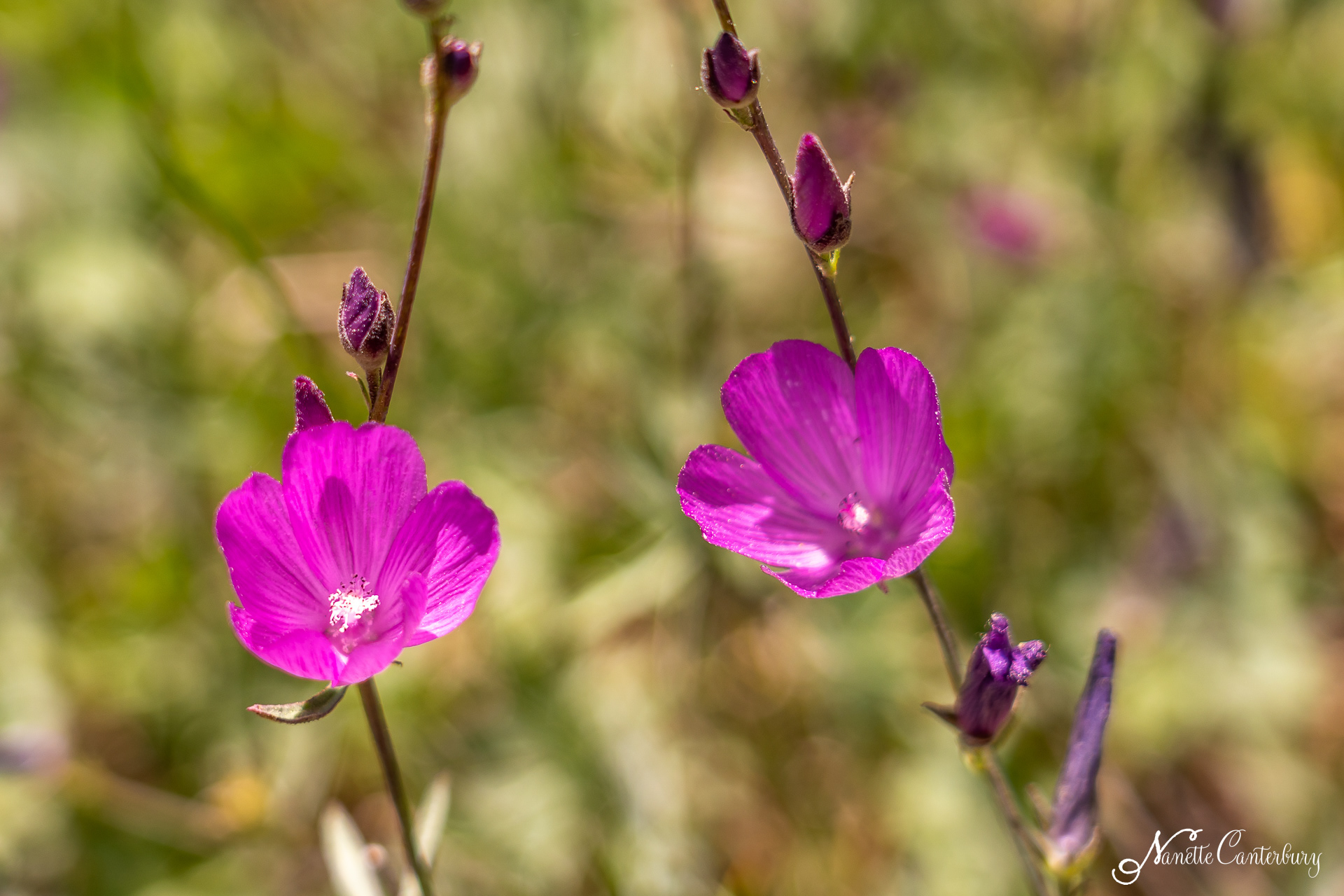 Checkerbloom