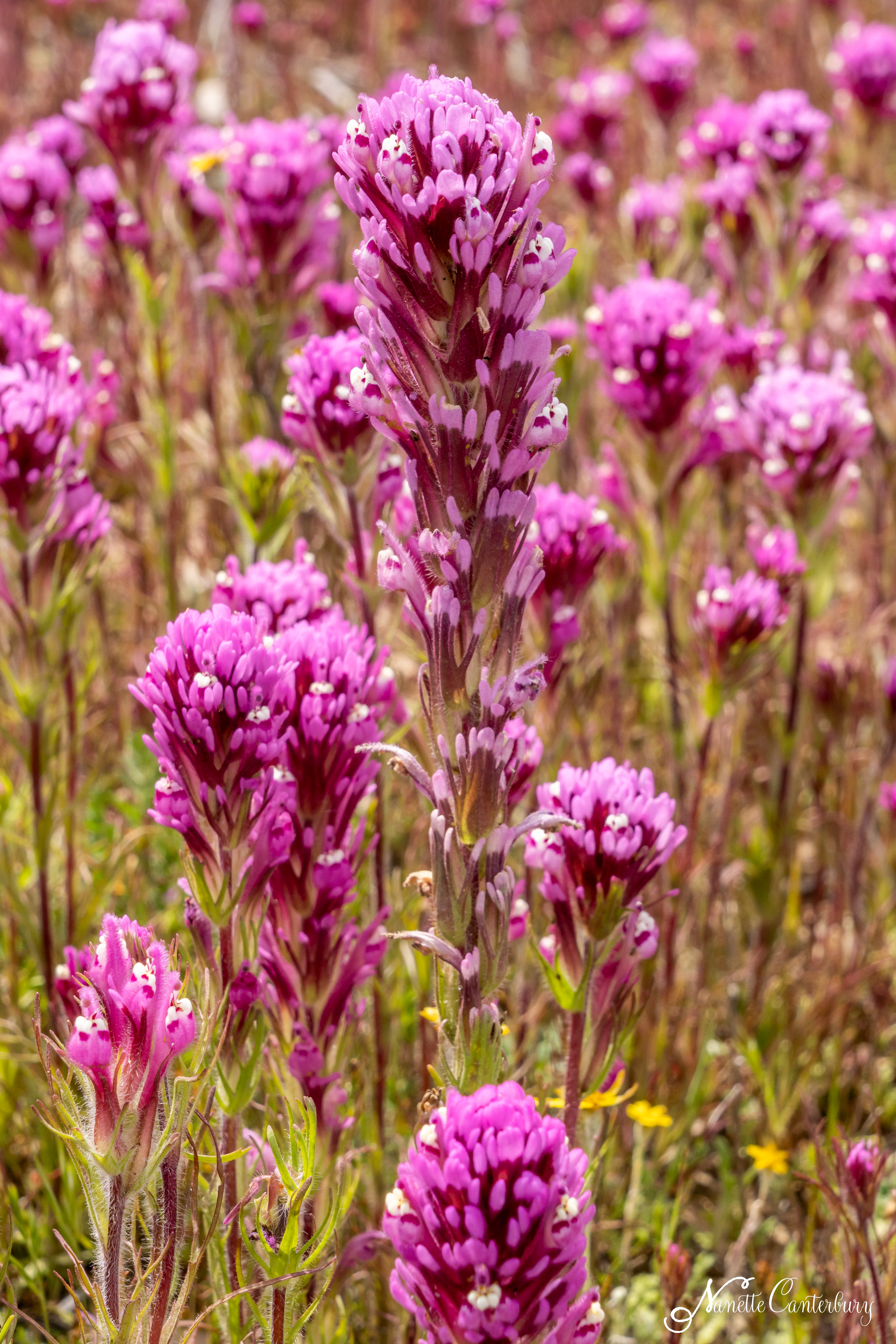 Owl's Clover