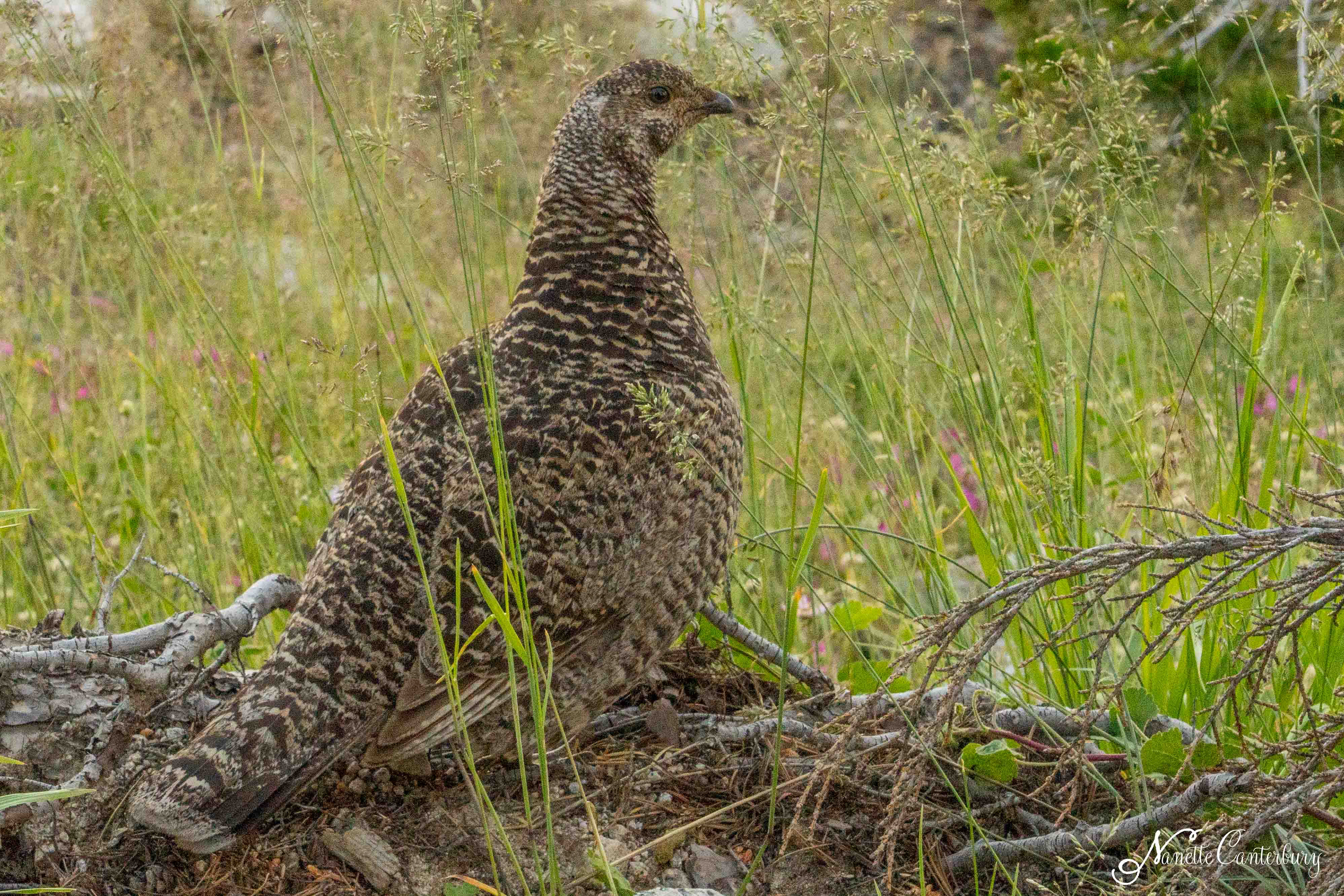 Grouse - Clouds Rest Trail