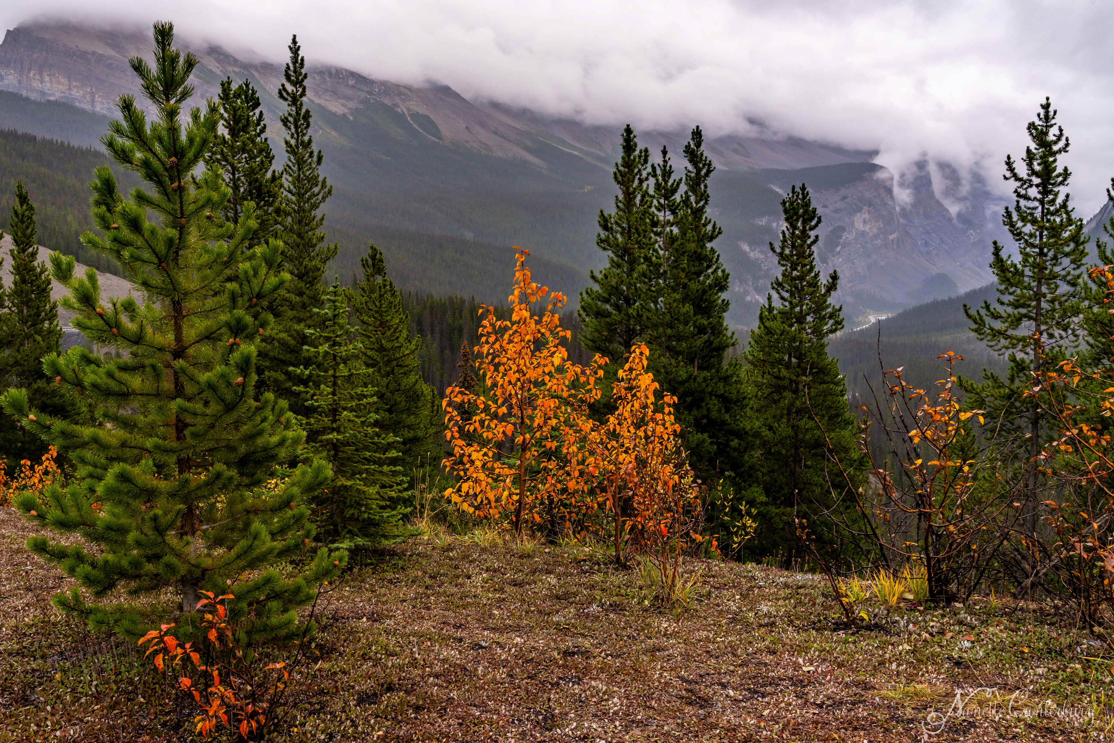 Along the Icefields Parkway