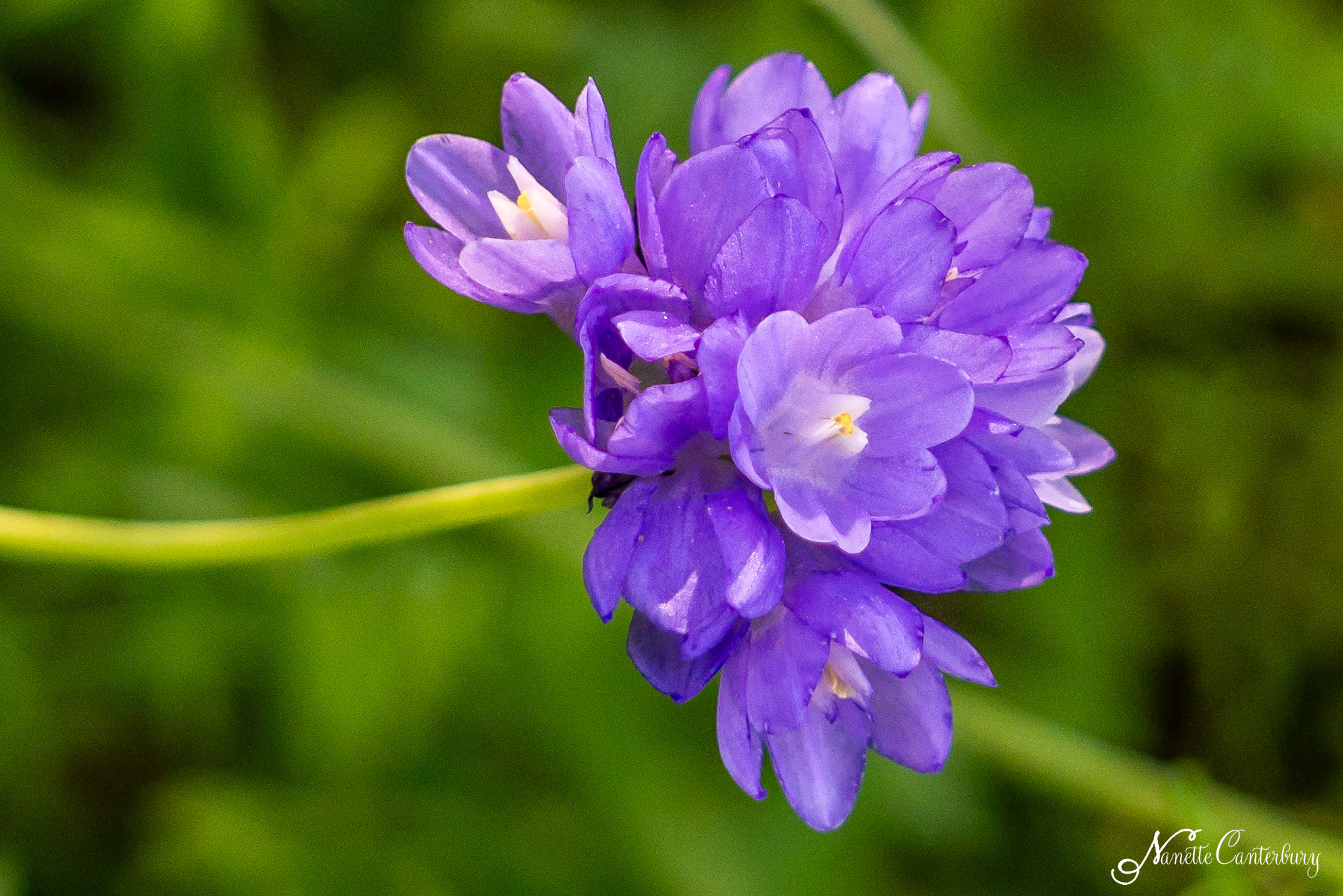 Blue Dicks/Wild Hyacinth