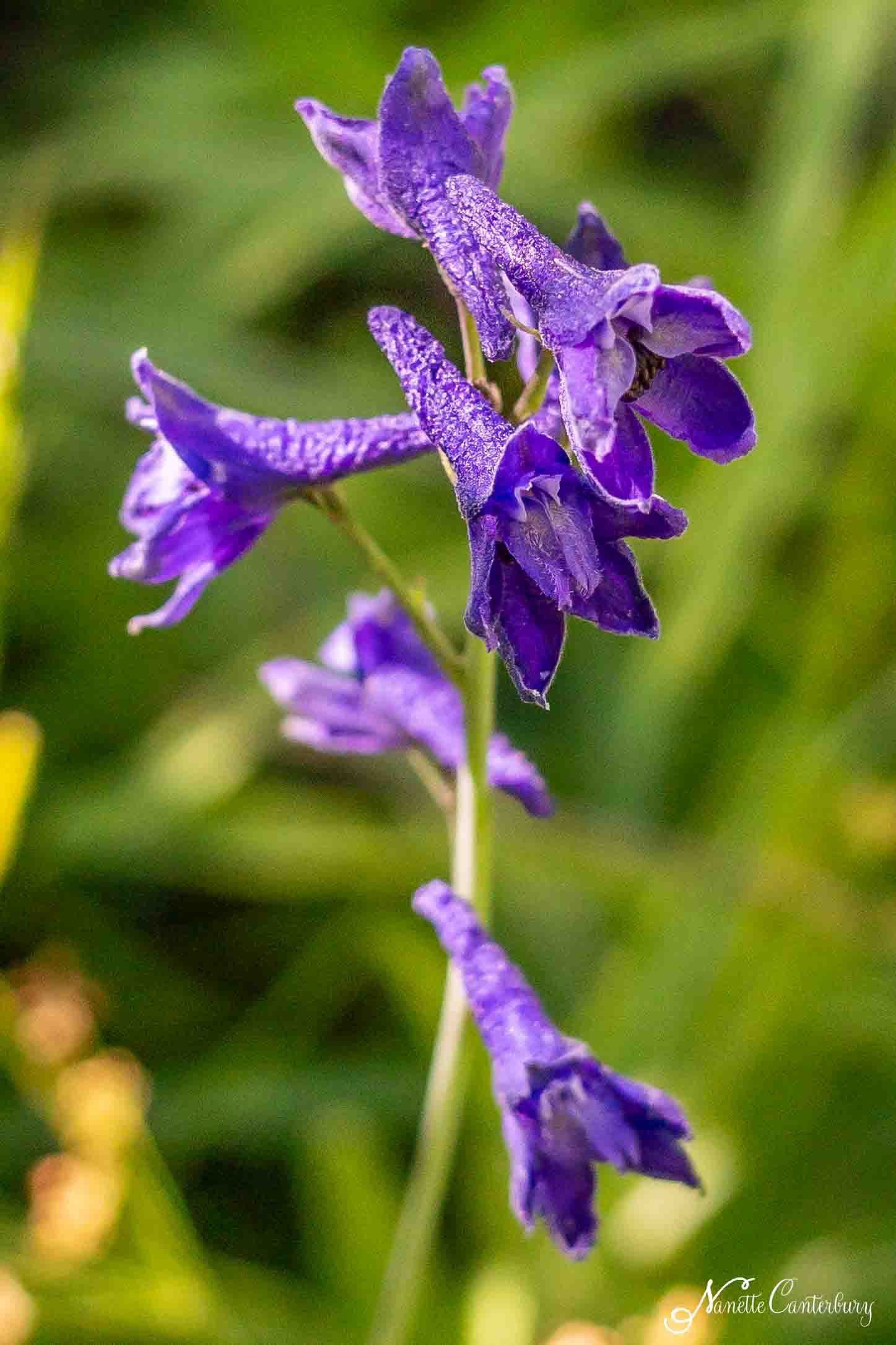 Larkspur