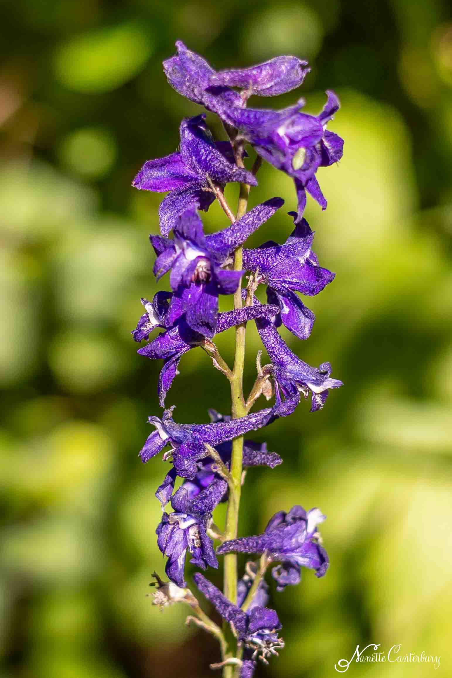 Larkspur