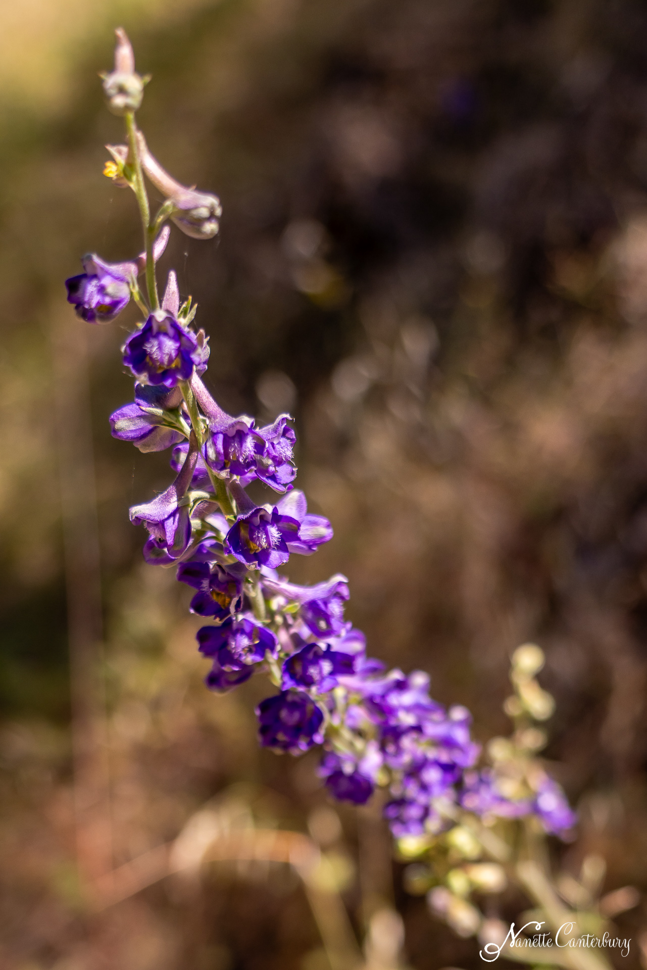 Larkspur