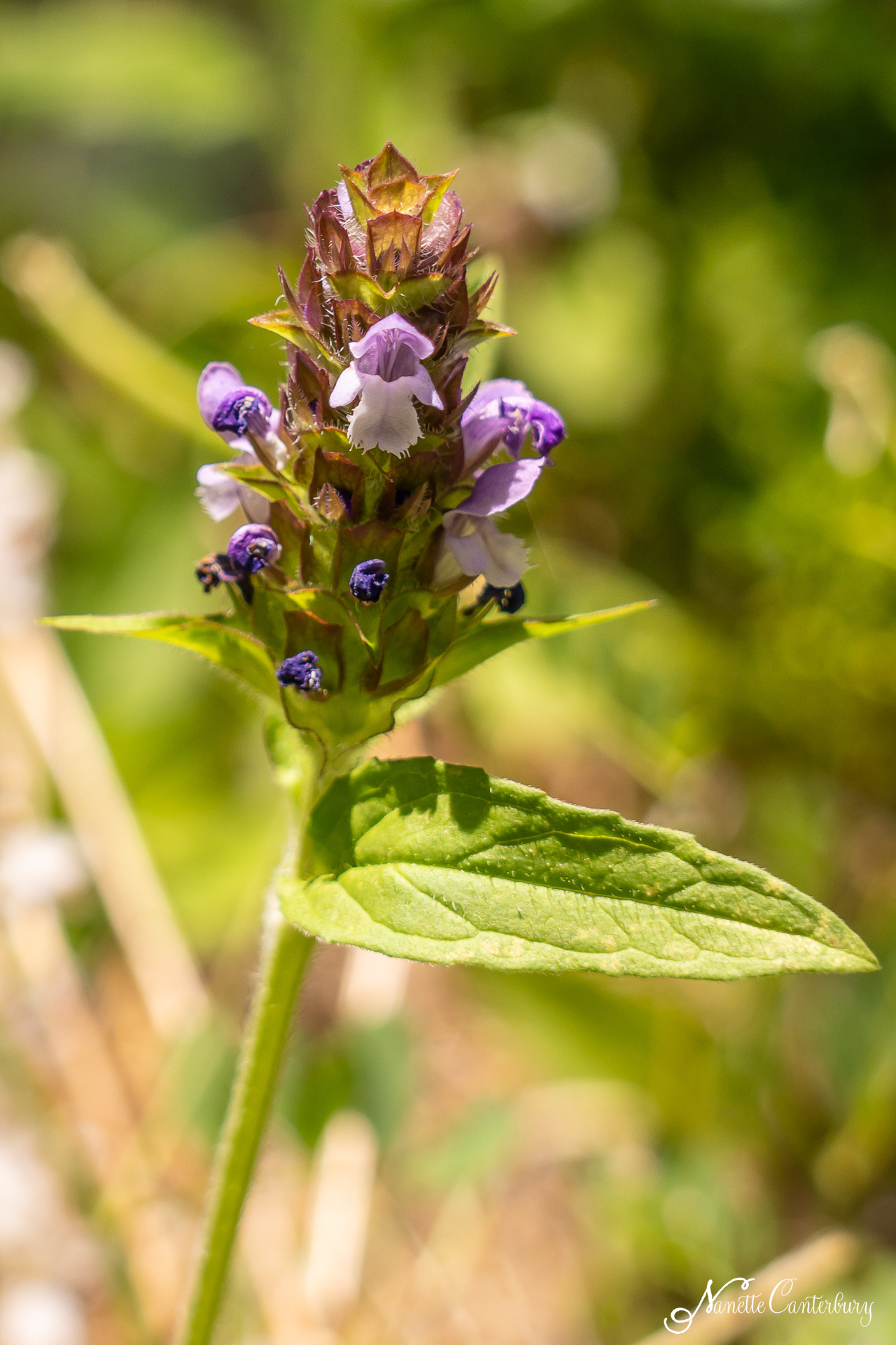 Heal-All or Woundwort