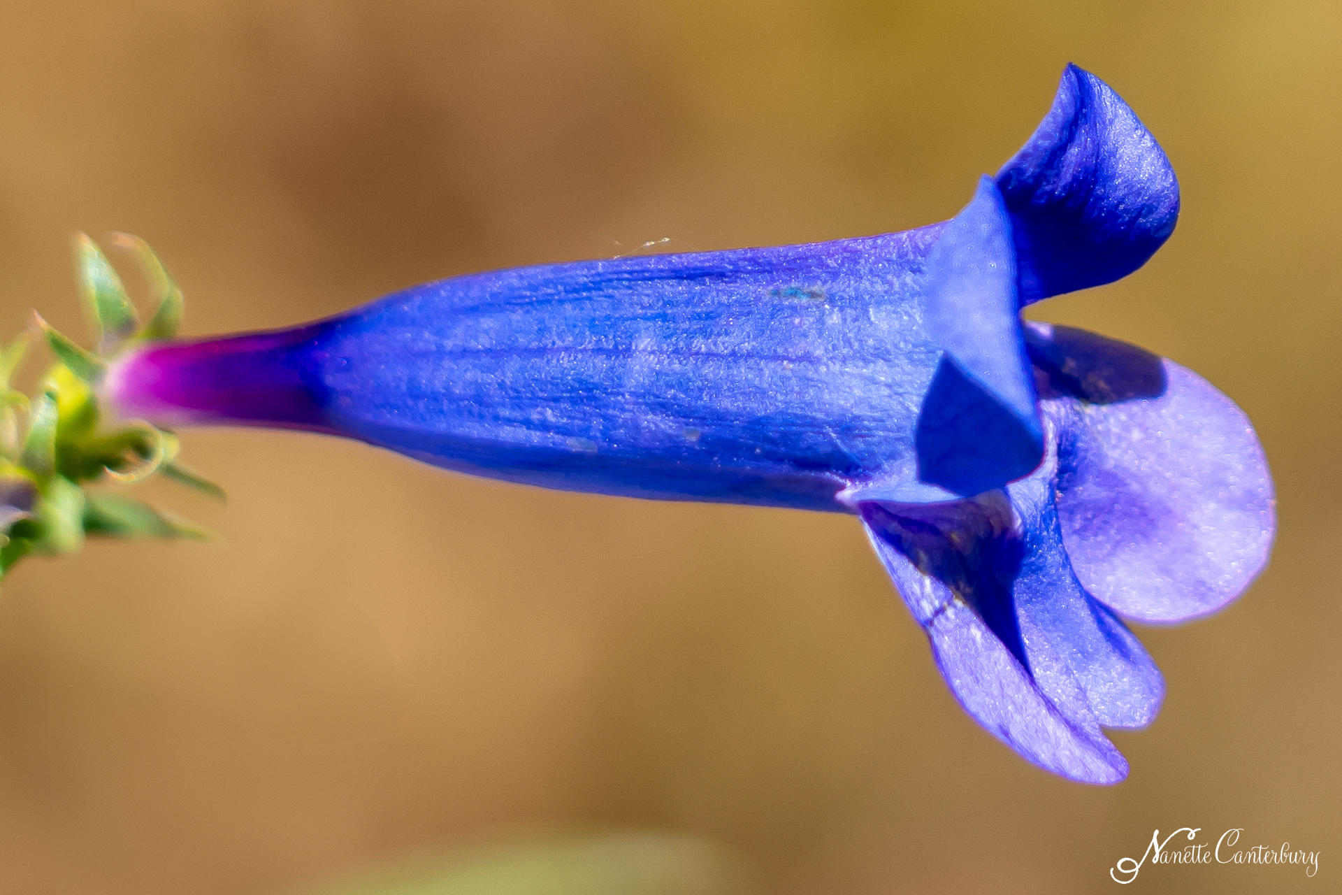 Foothill Penstemon