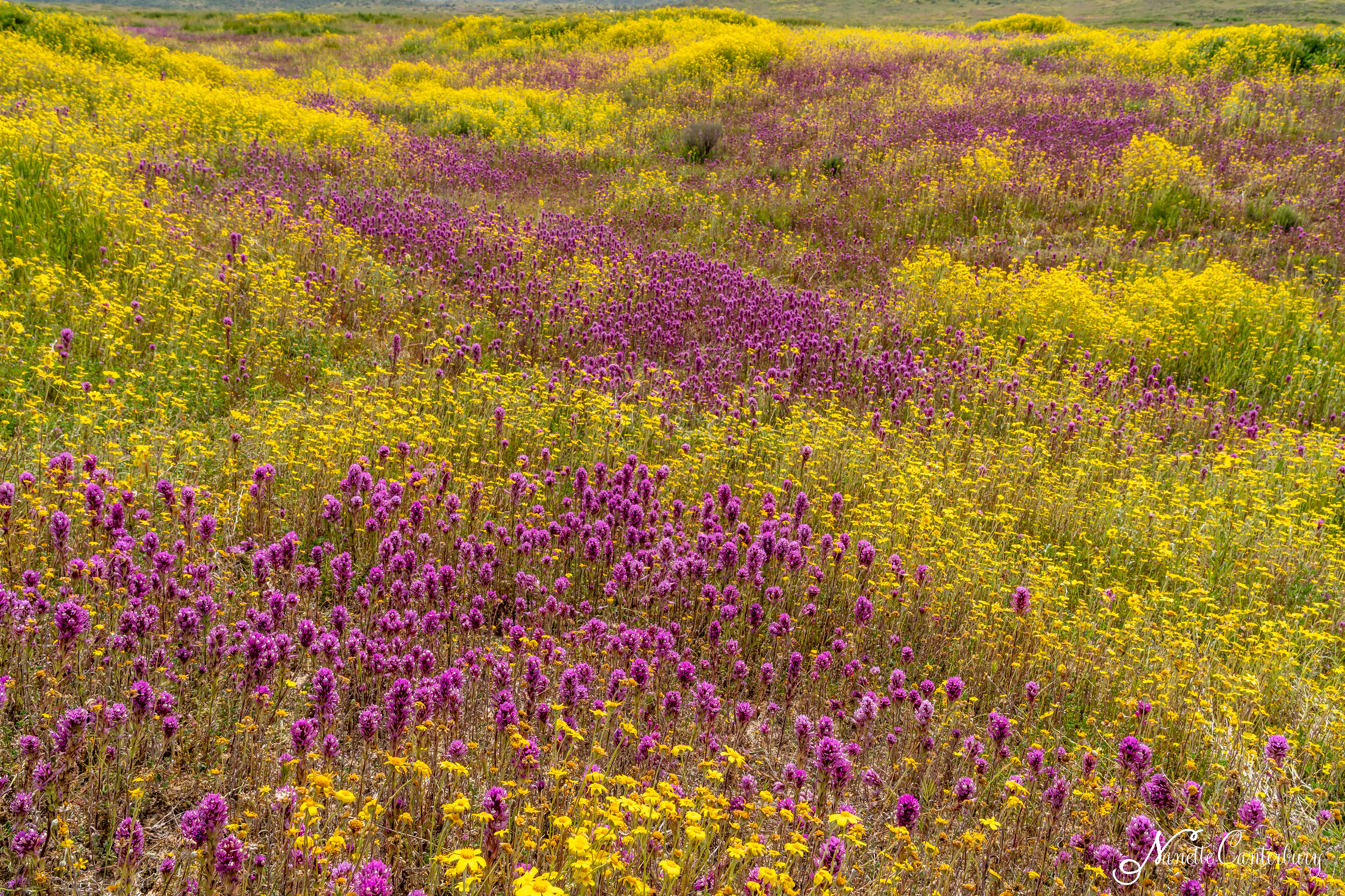 Owl's Clover and Hillside Daisies
