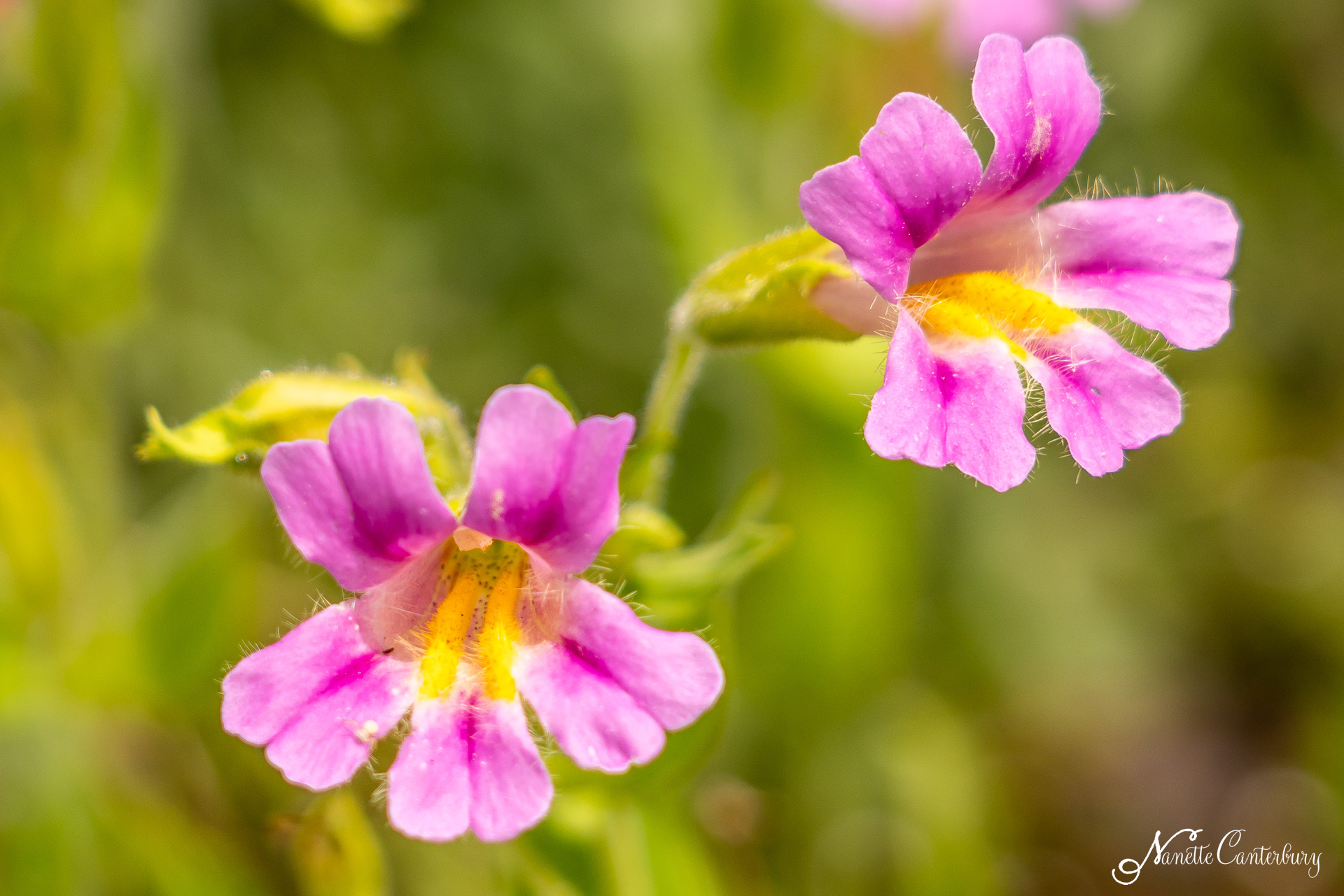 Blushing Monkeyflower