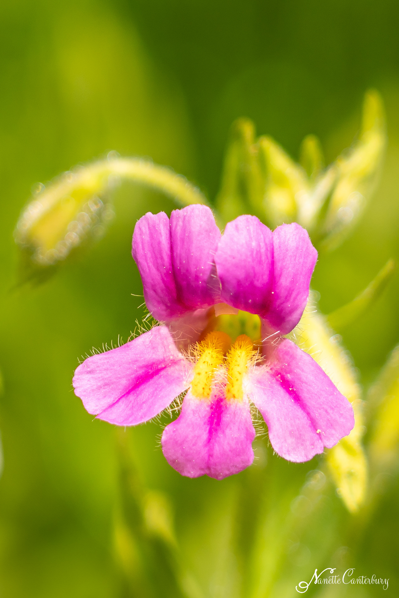 Blushing Monkeyflower