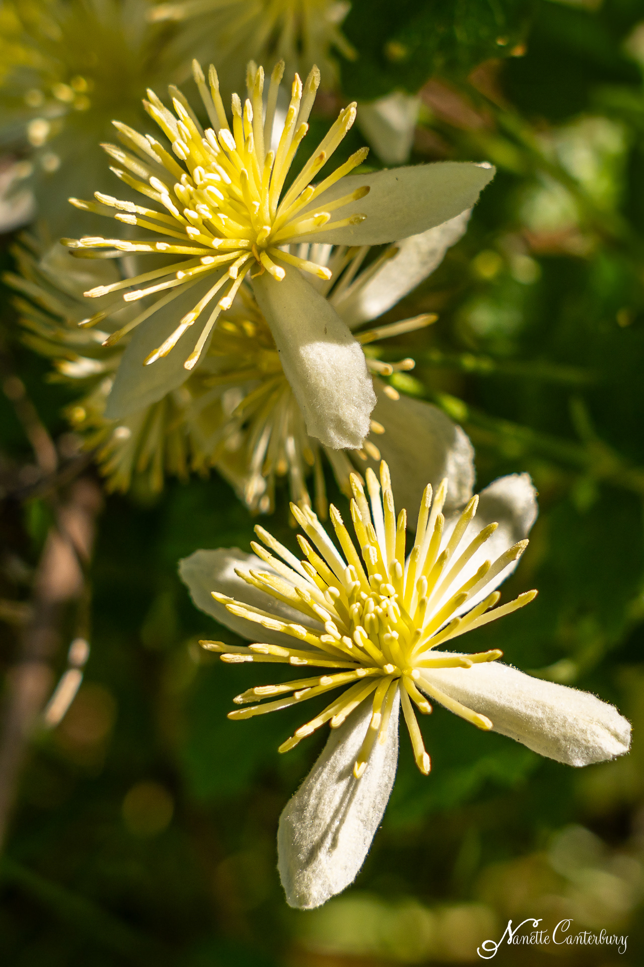 Pipestem Clematis