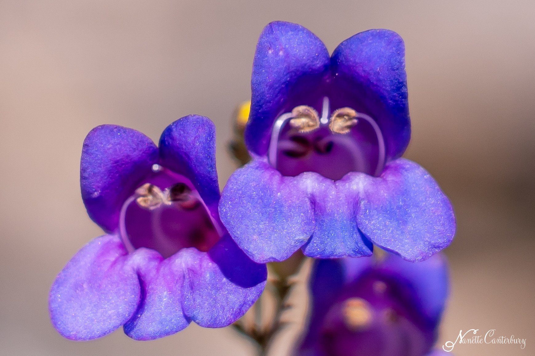 Showy Penstemon