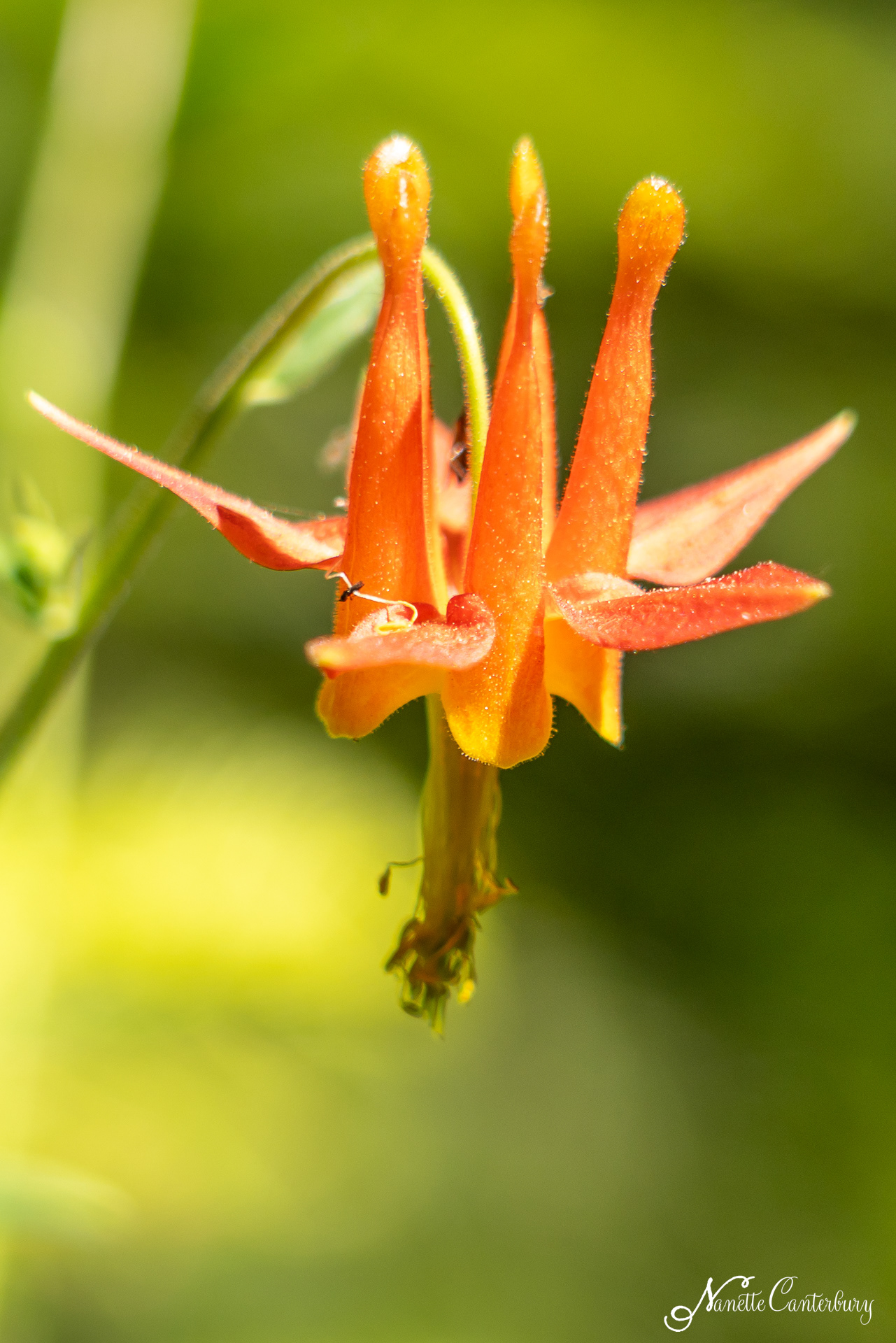 Columbine