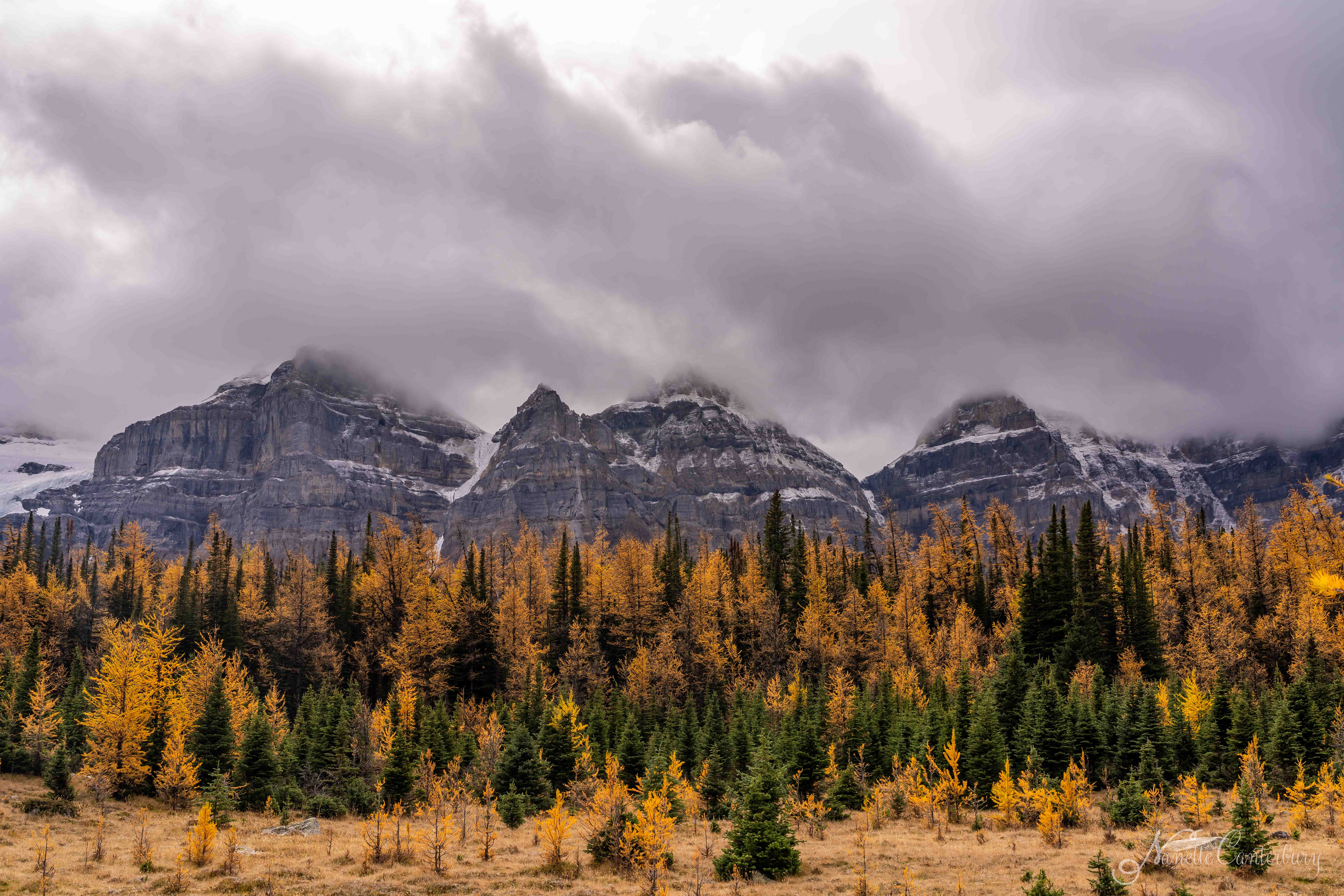 Larch Valley Trail