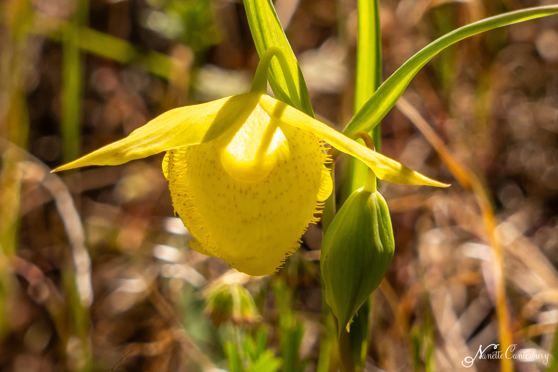 Golden Fairy Lantern