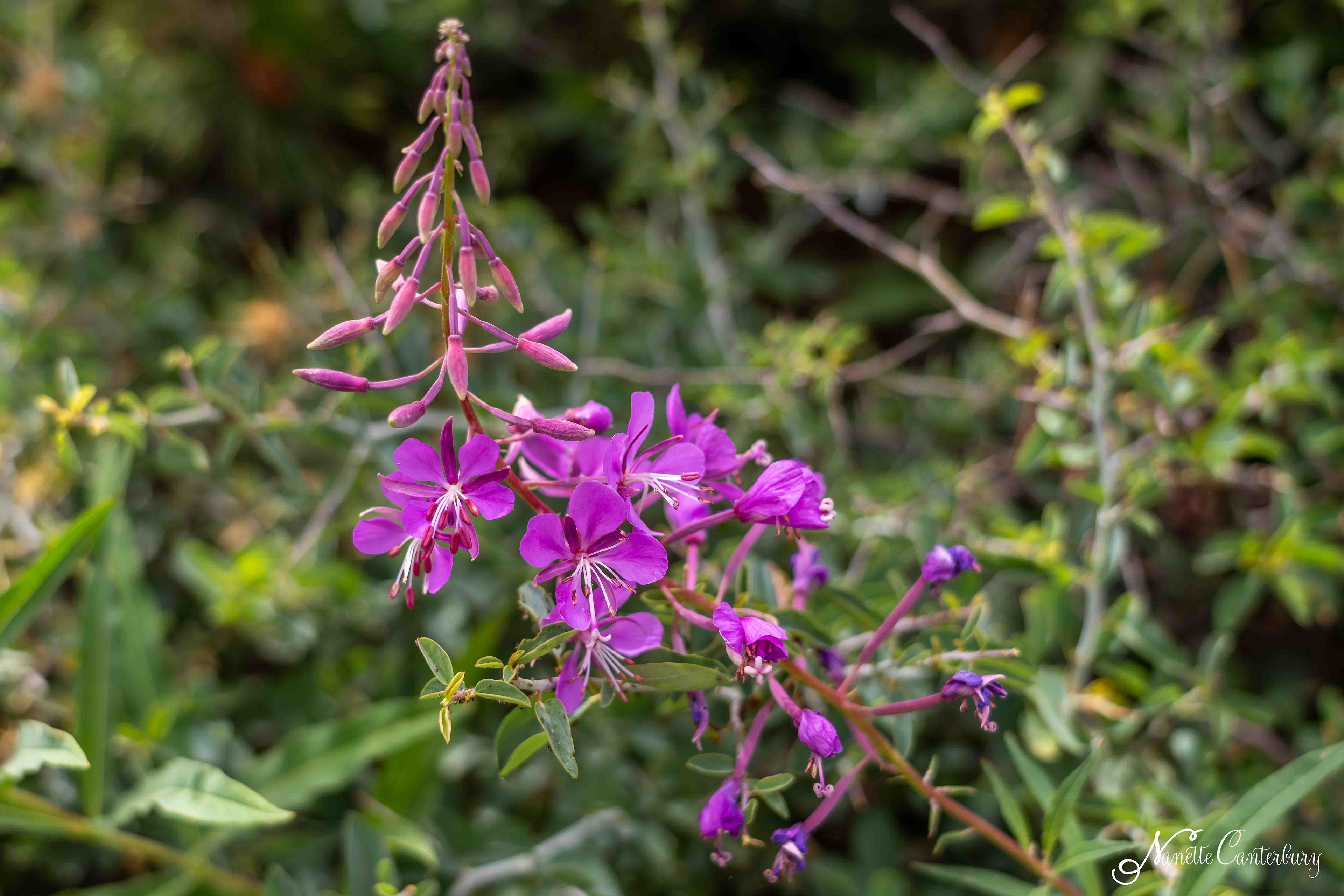 Fireweed