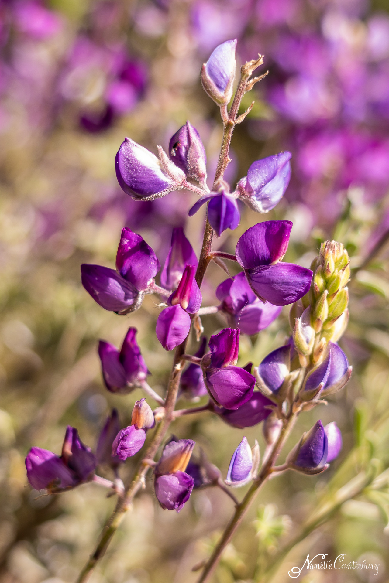 Lupine