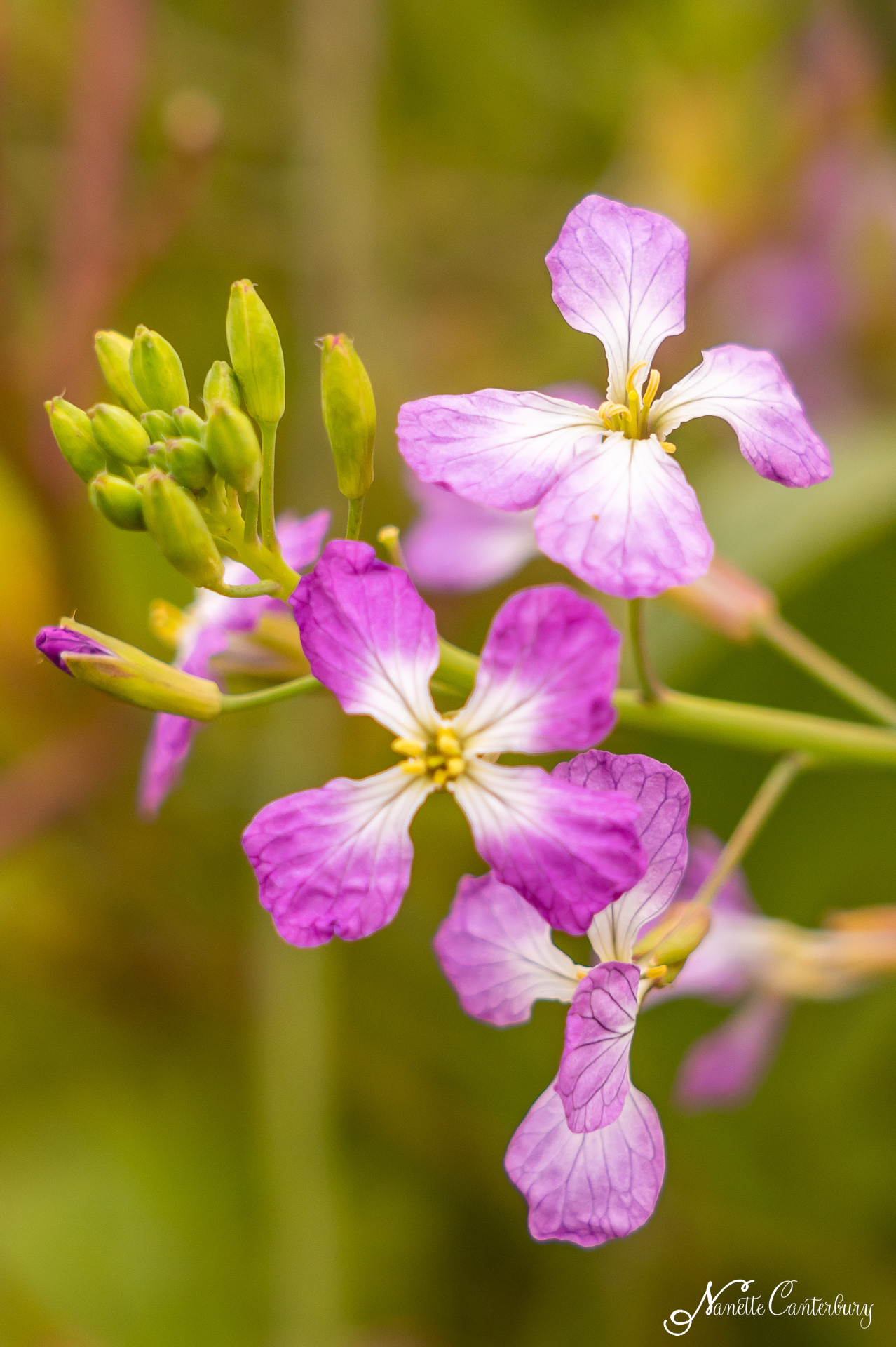 Wild Radish