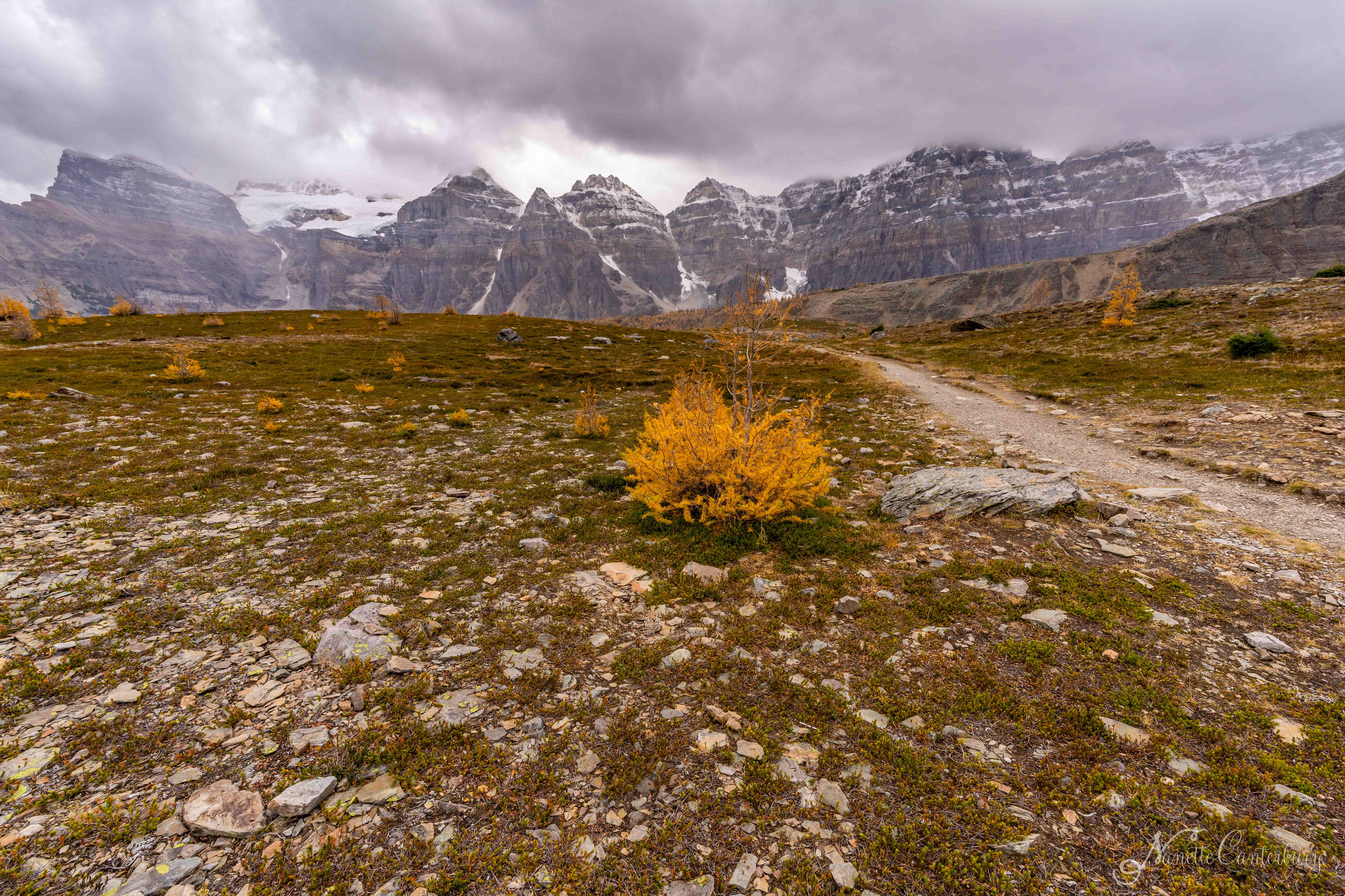 Larch Valley Trail