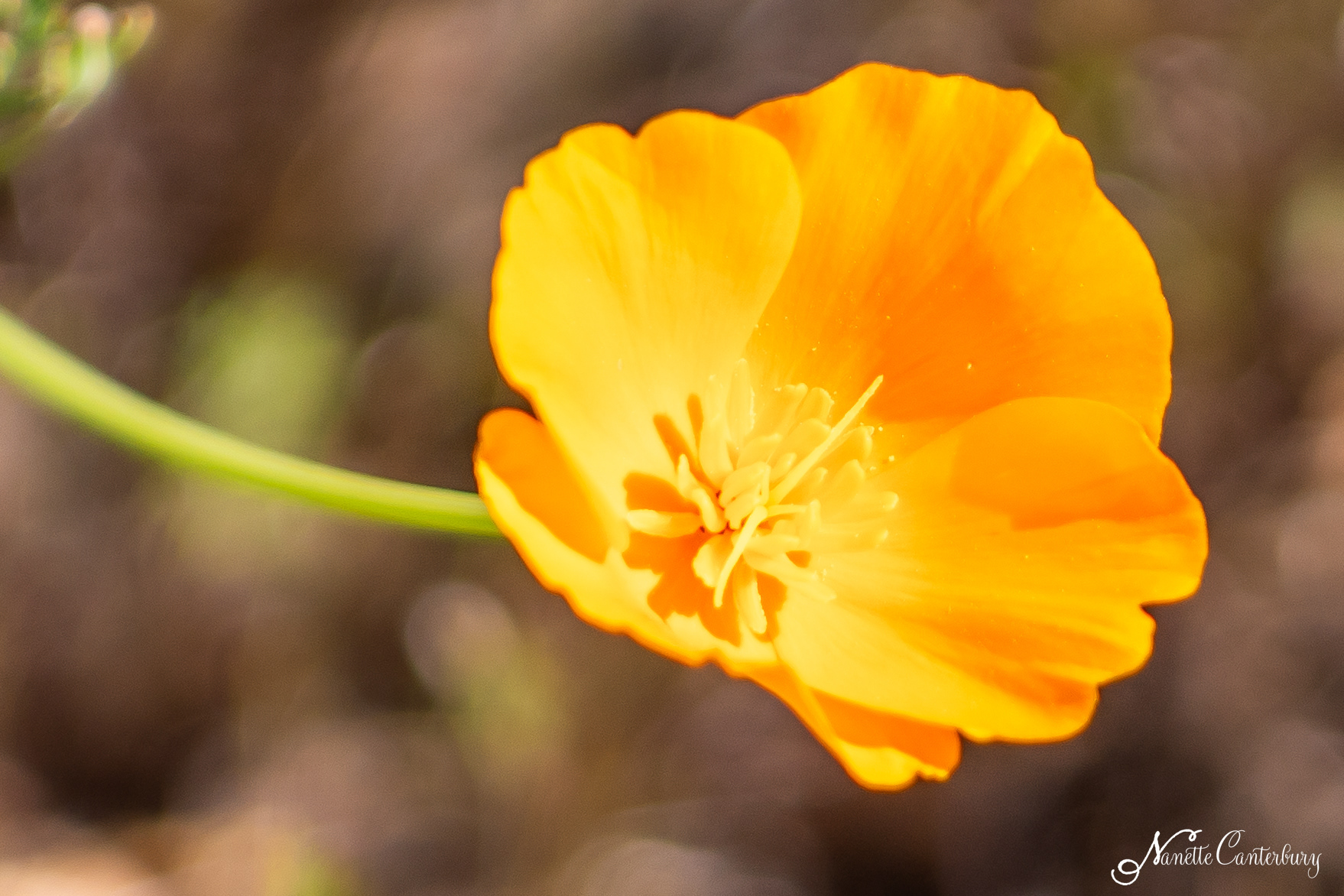 California Poppy