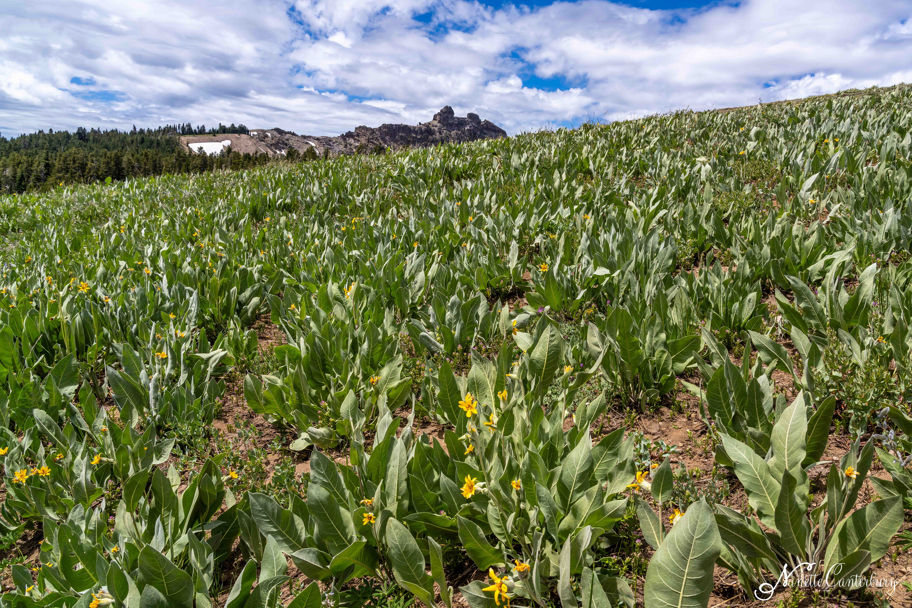 Fields of Mules Ear