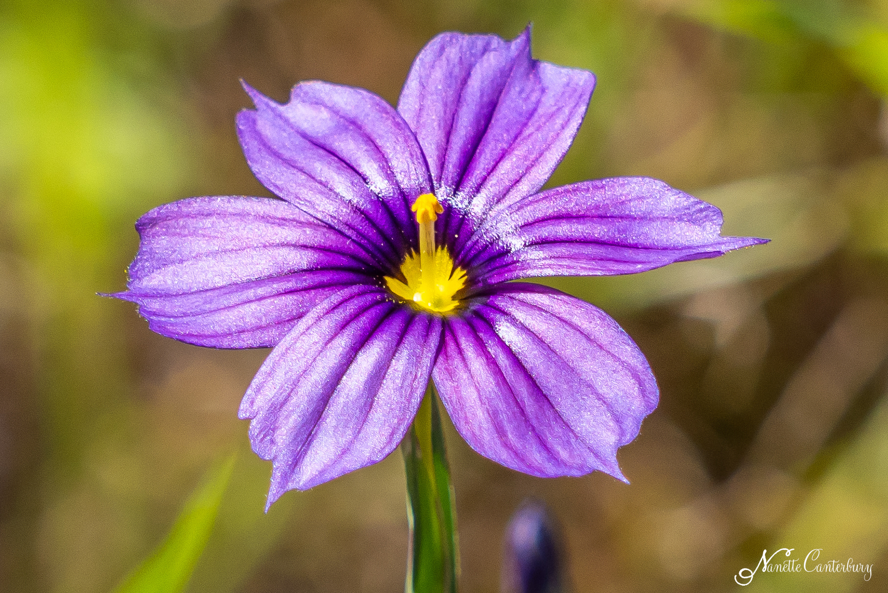 Blueyed Grass