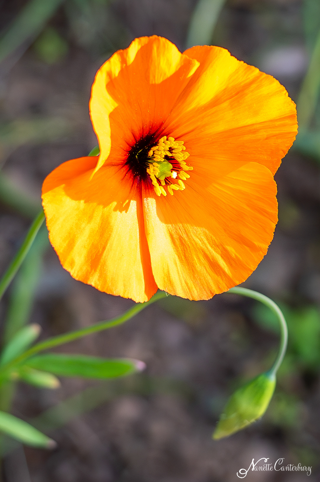 Long-headed Poppy